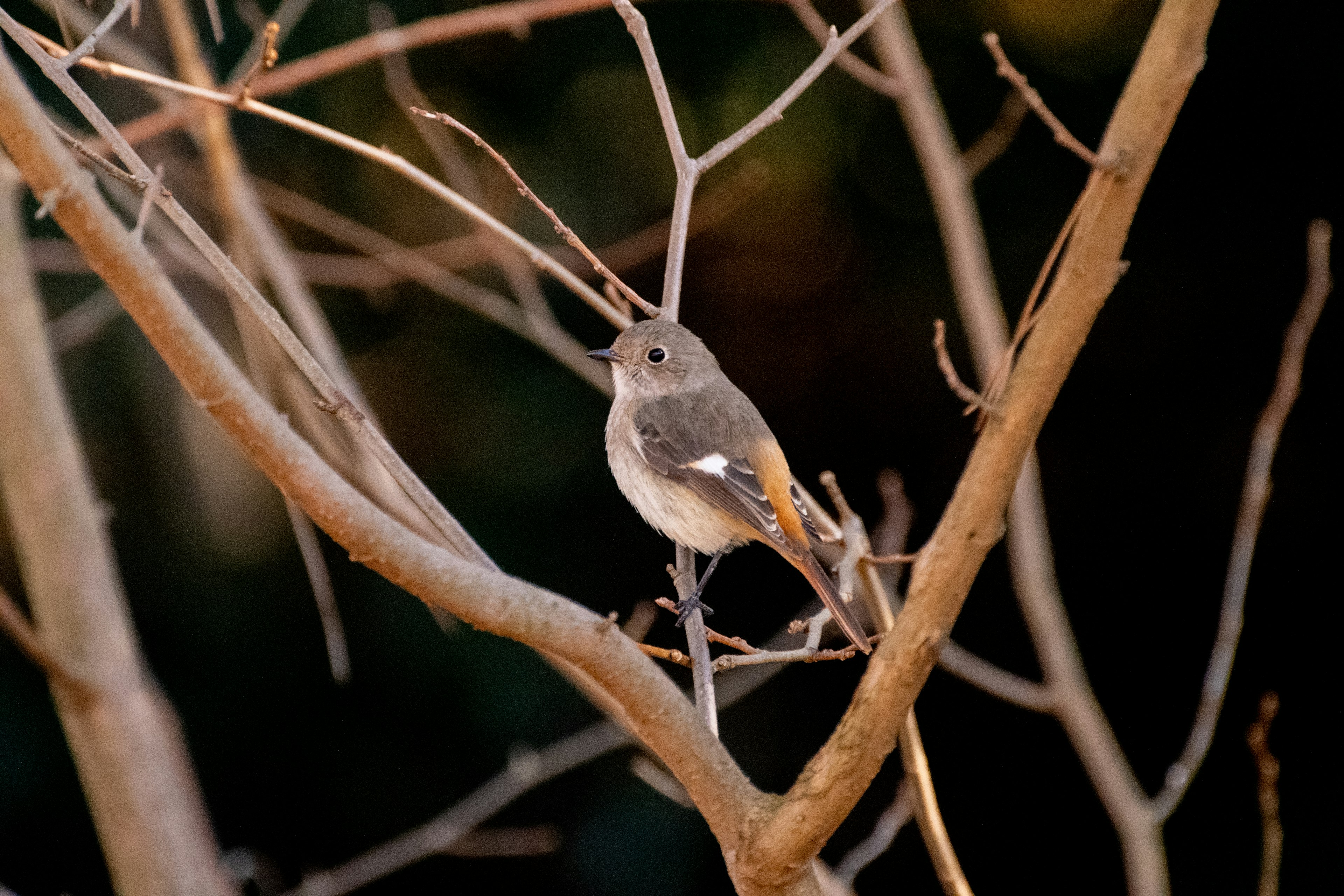 A small gray bird perched on a bare tree branch