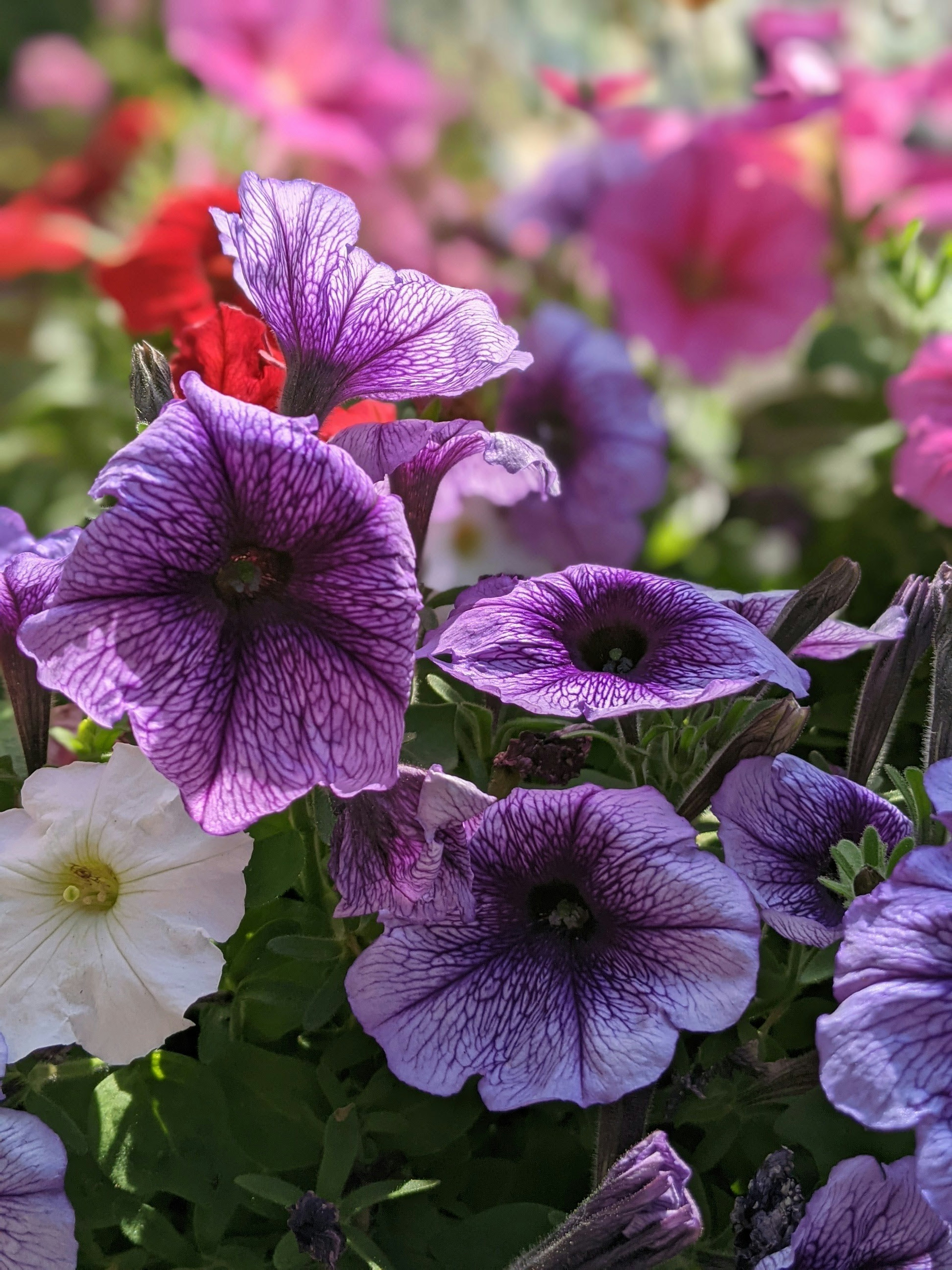 A vibrant display of petunia flowers in various colors