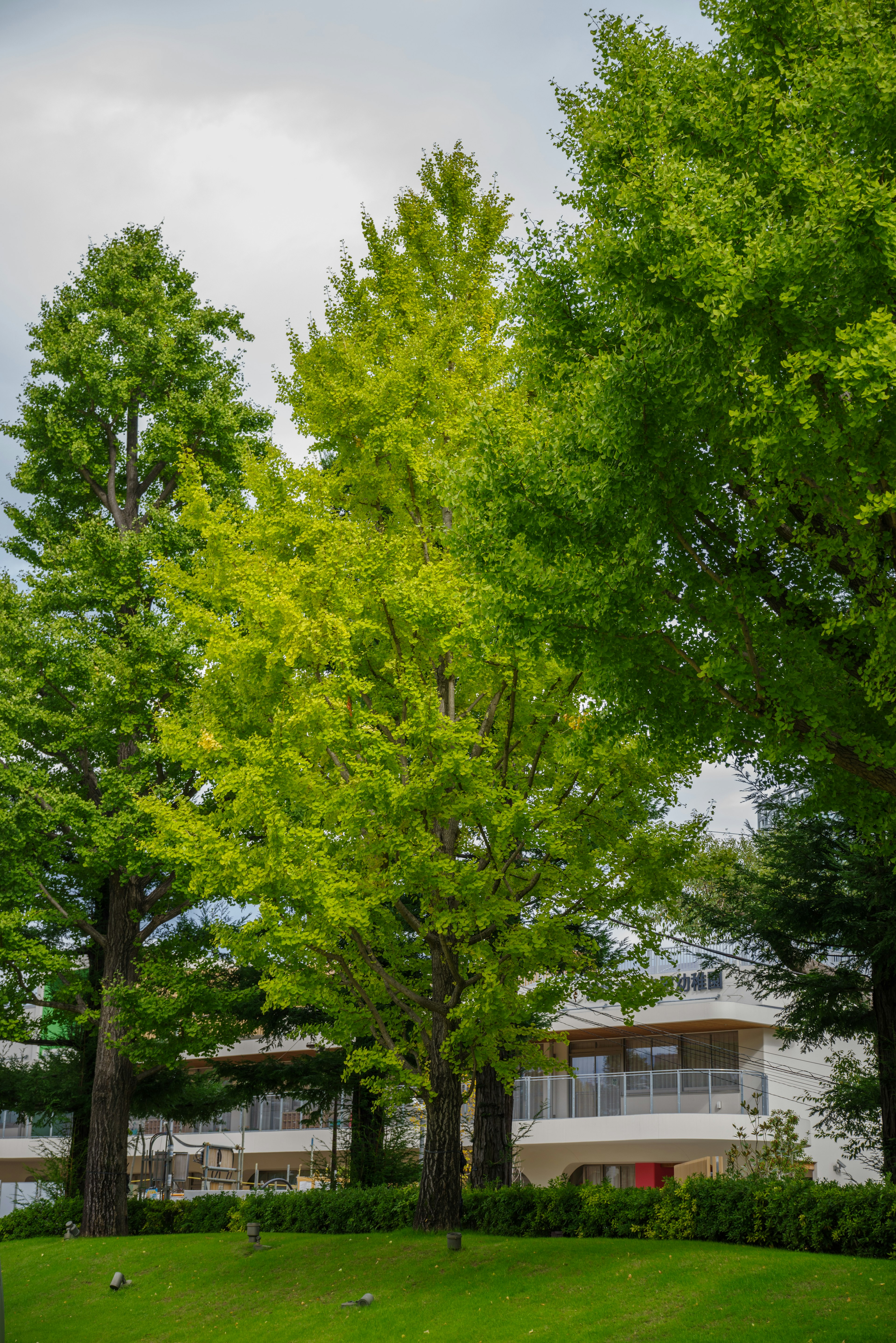 郁郁葱葱的绿色树木和背景中的现代建筑