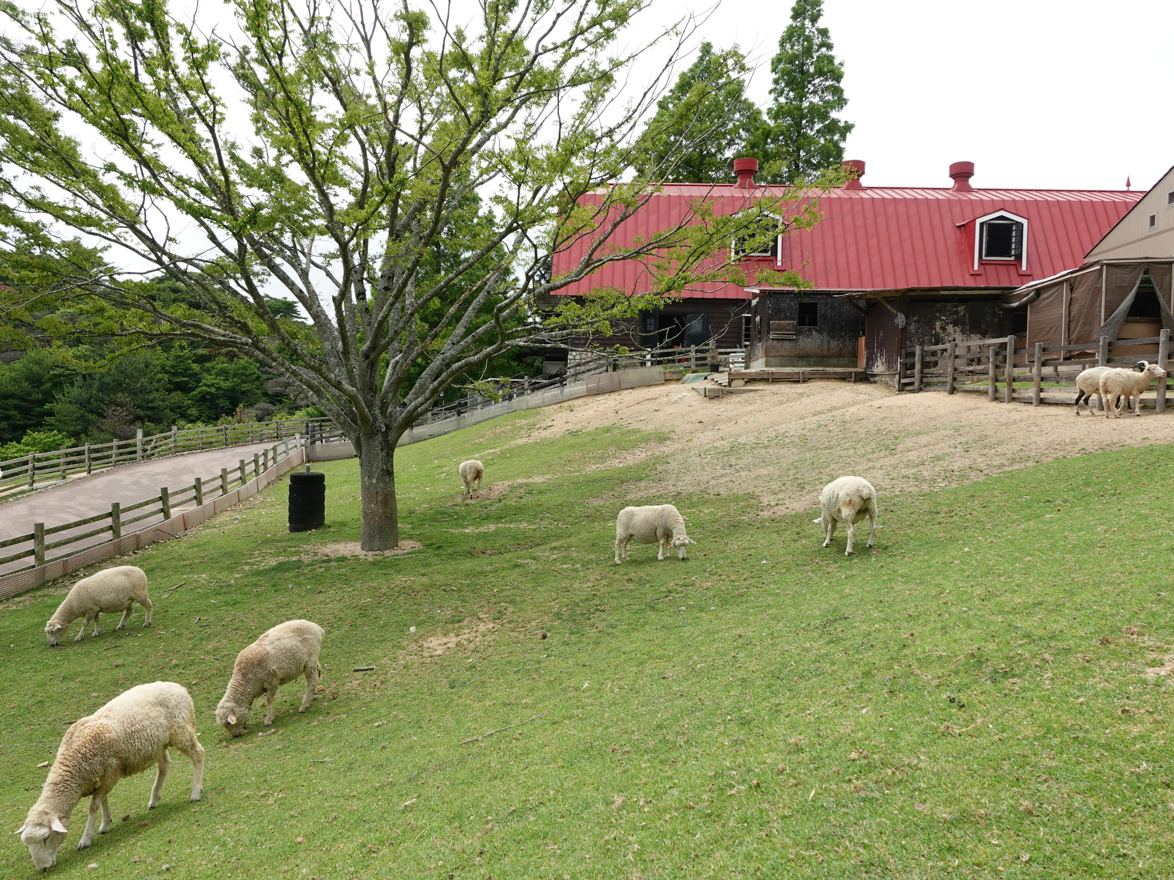 Eine Landschaft mit Schafen, die auf grünem Gras weiden, und einem roten Haus