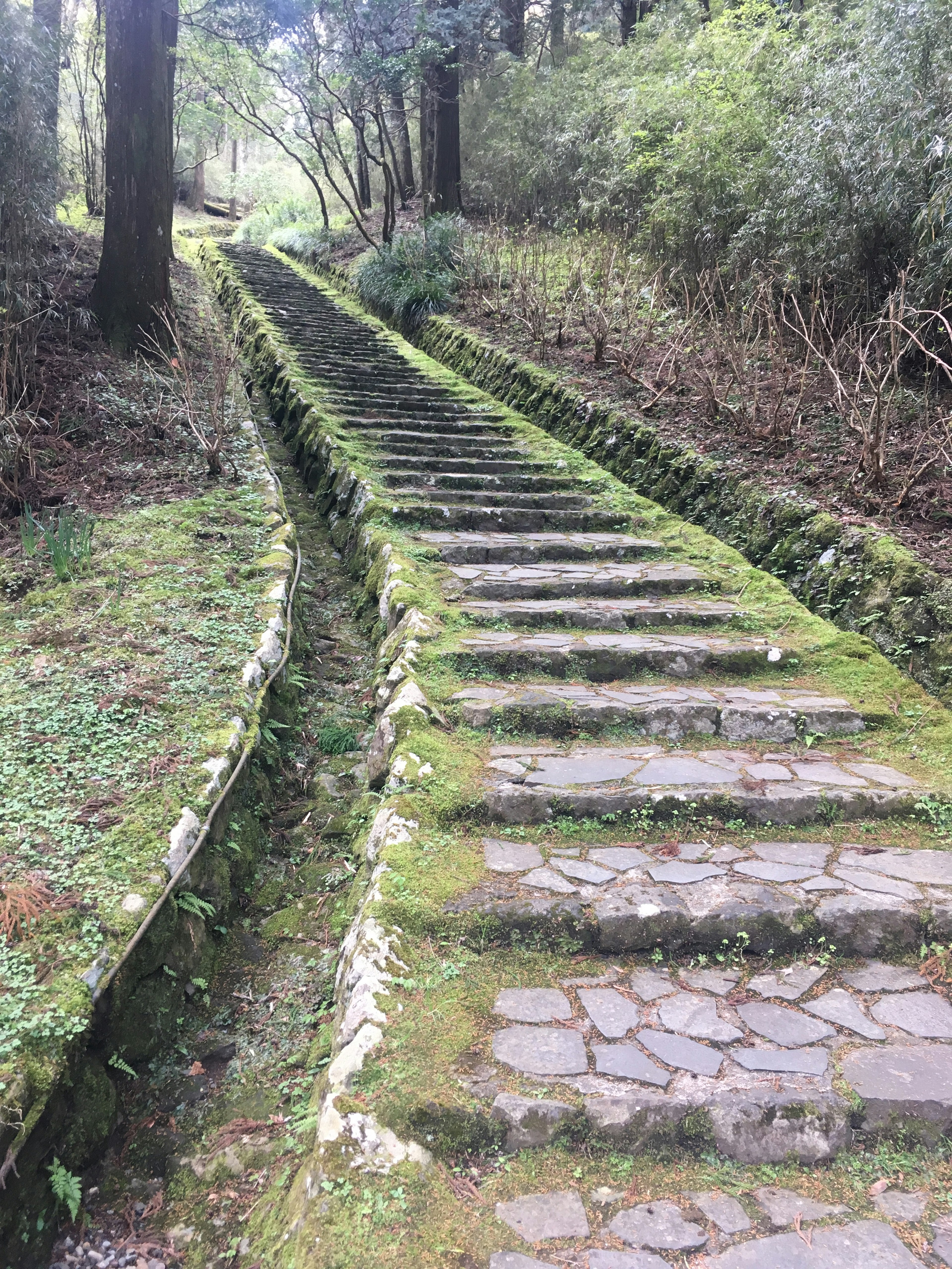 Stone steps covered in moss leading through a forest