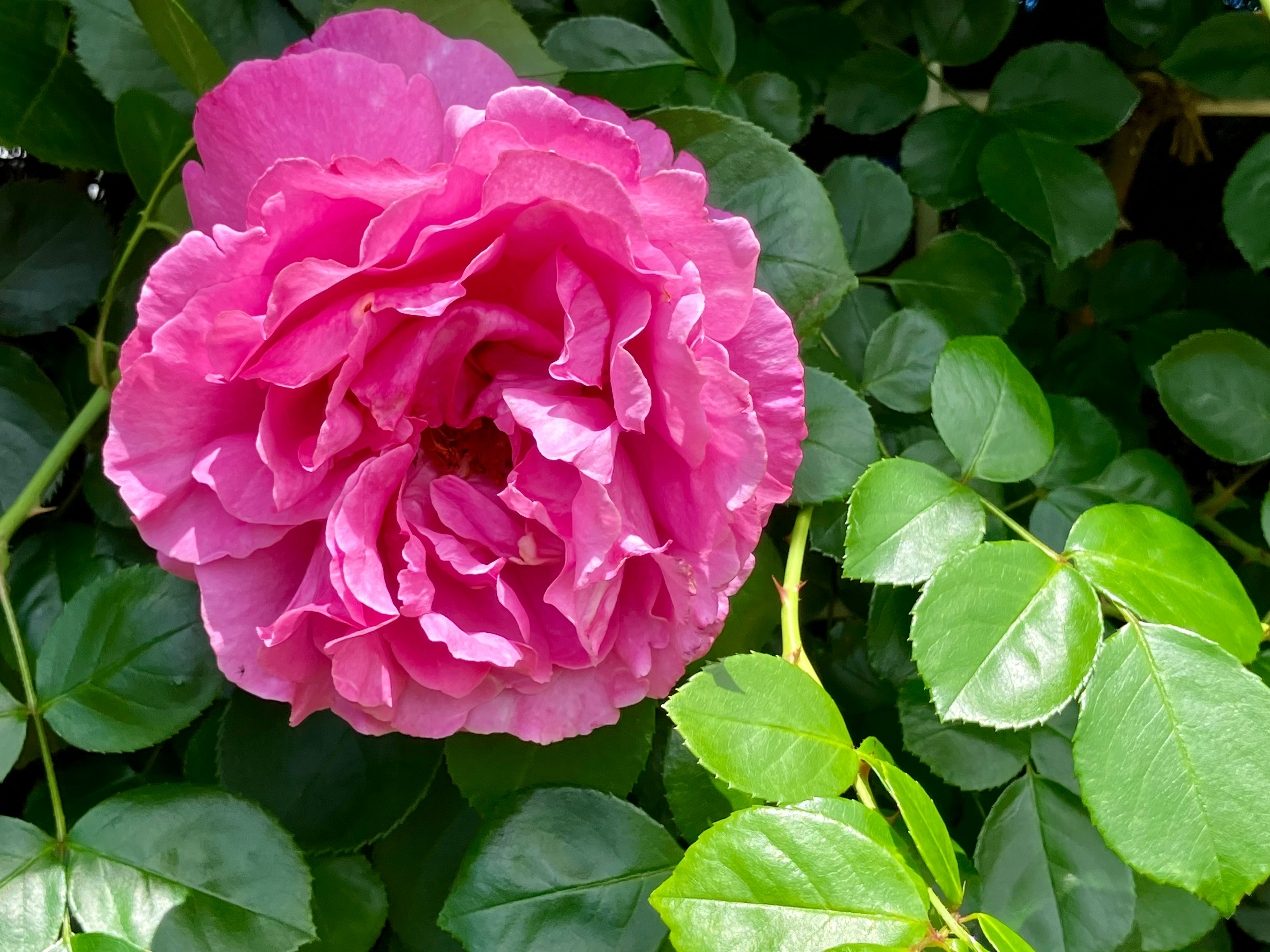 Grande fleur rose avec des feuilles vertes luxuriantes