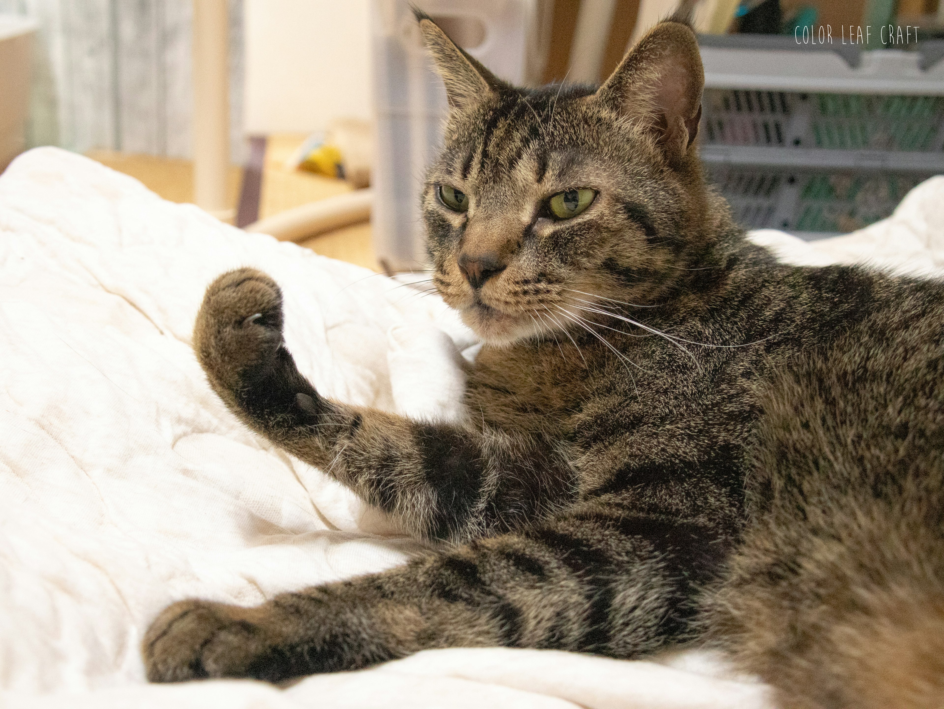 Brown tabby cat relaxing on a white blanket