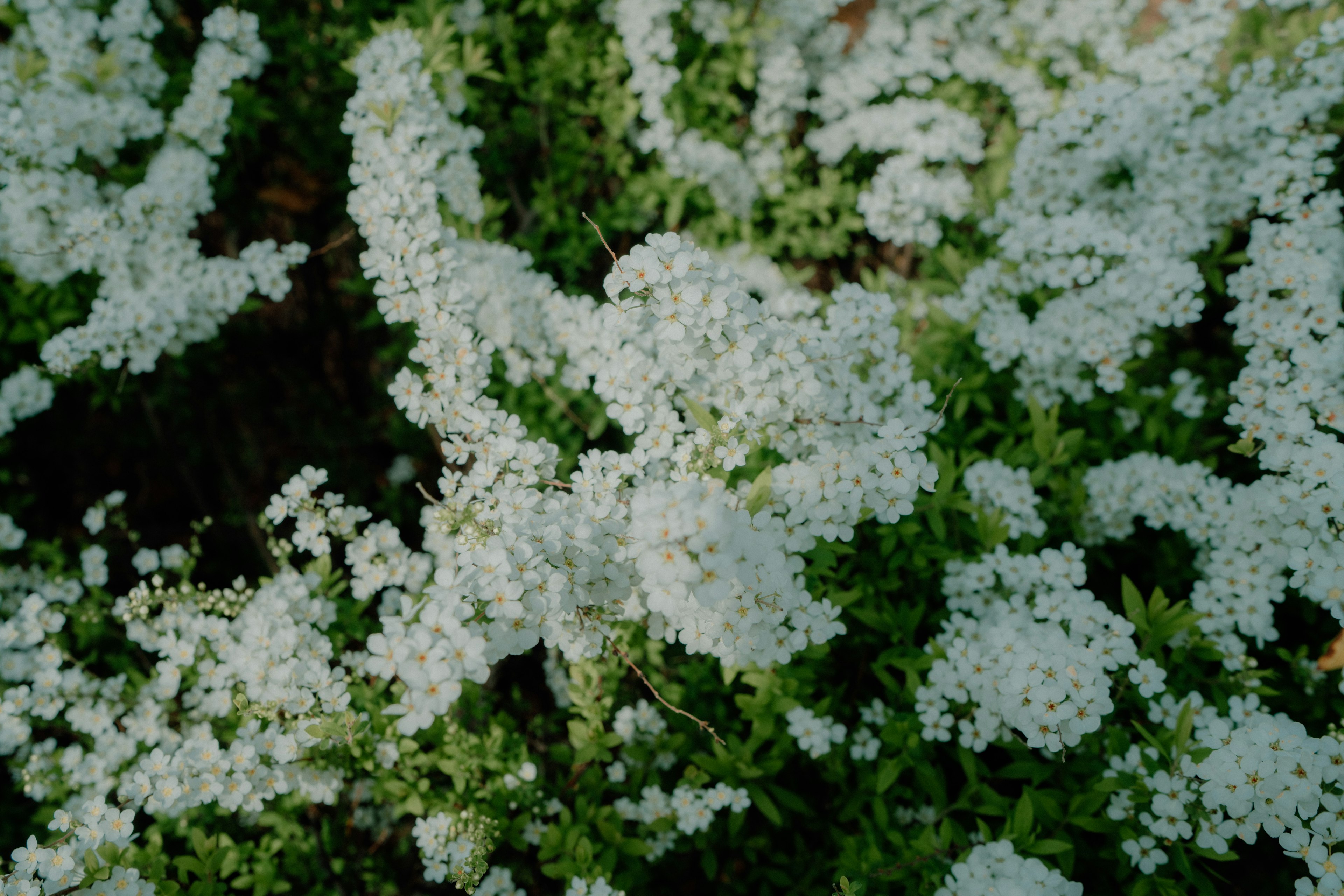 白い花が咲いている緑の植物のクローズアップ