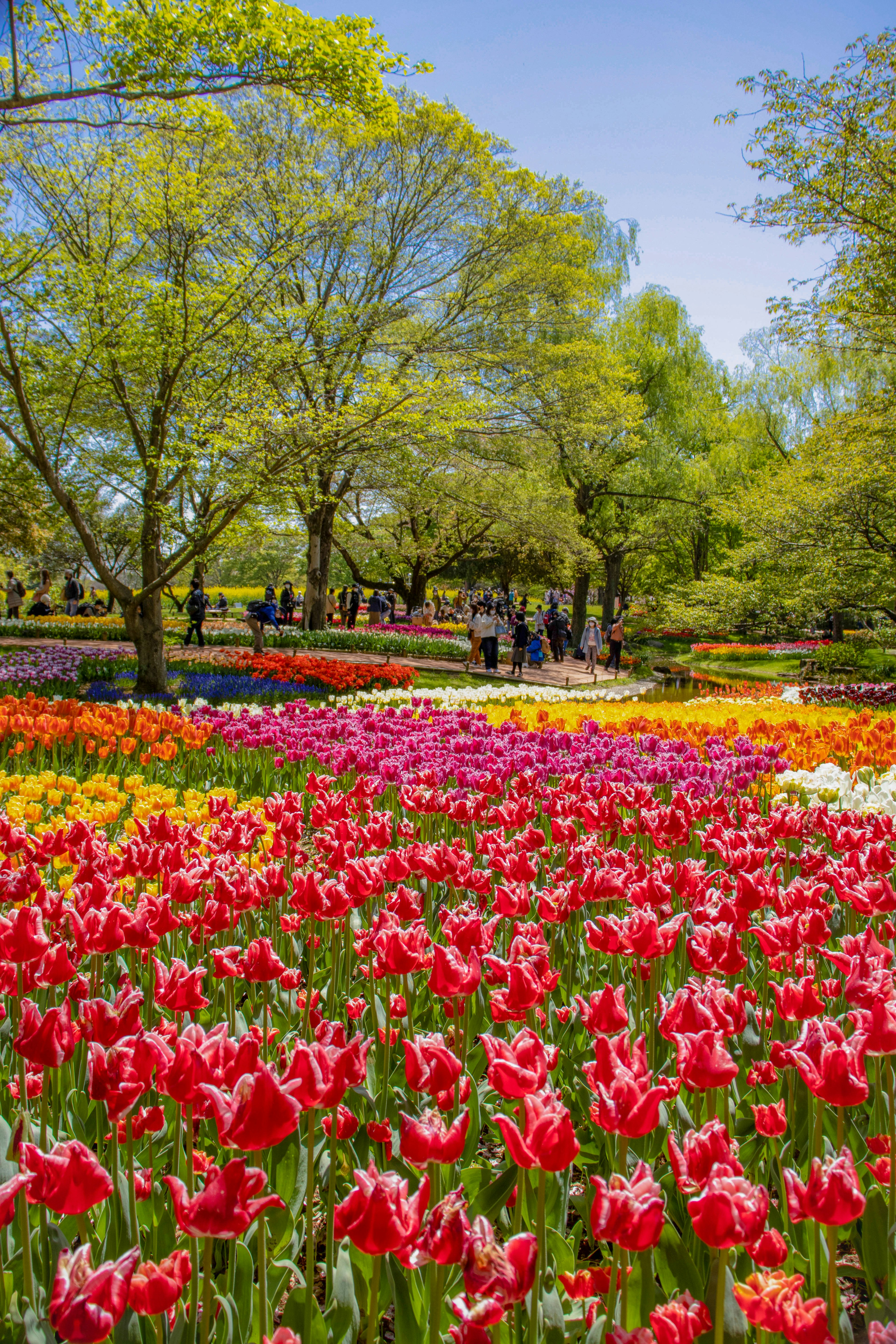 Una escena de parque vibrante llena de tulipanes coloridos y visitantes