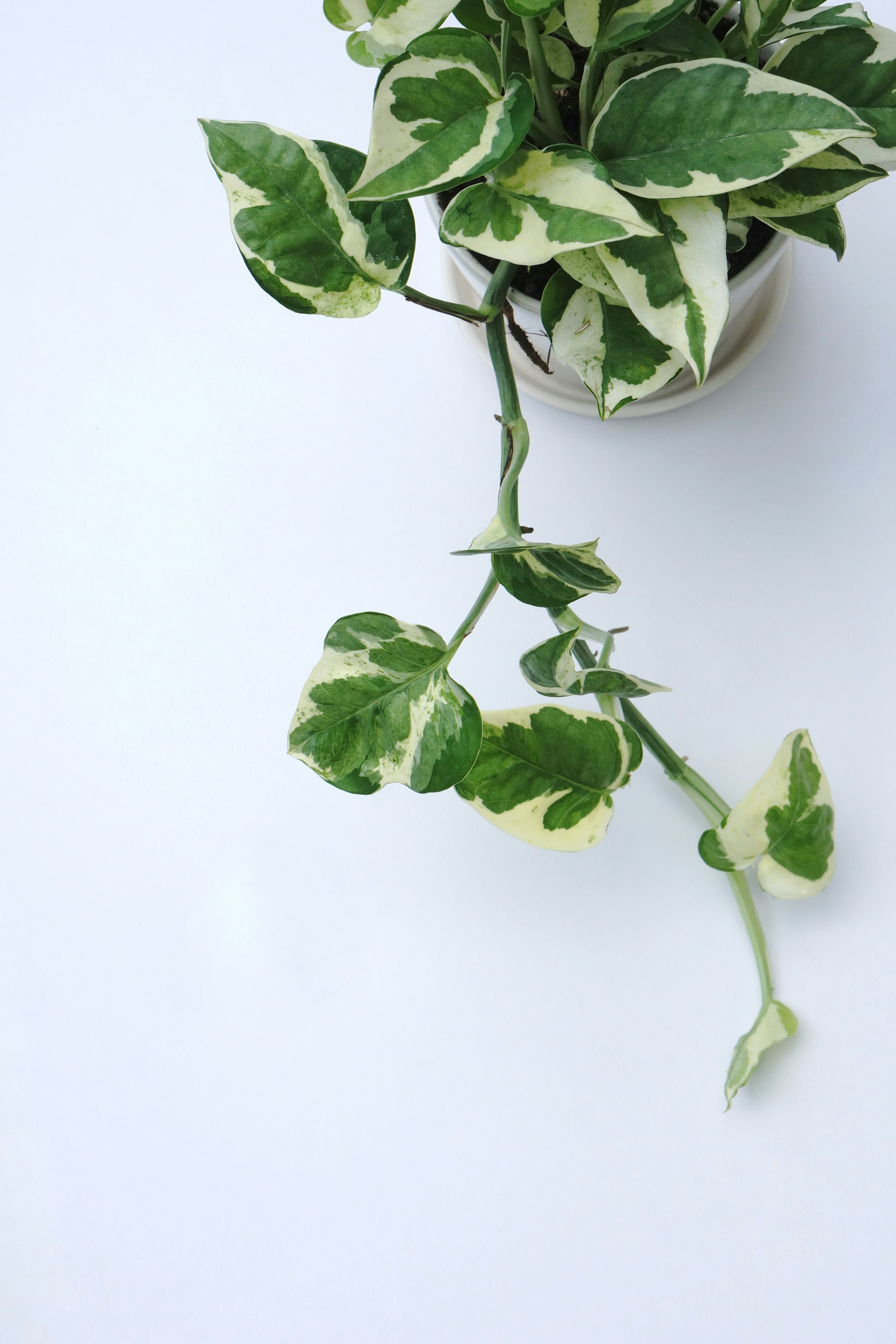 Potted pothos plant with green and cream leaves on a white background