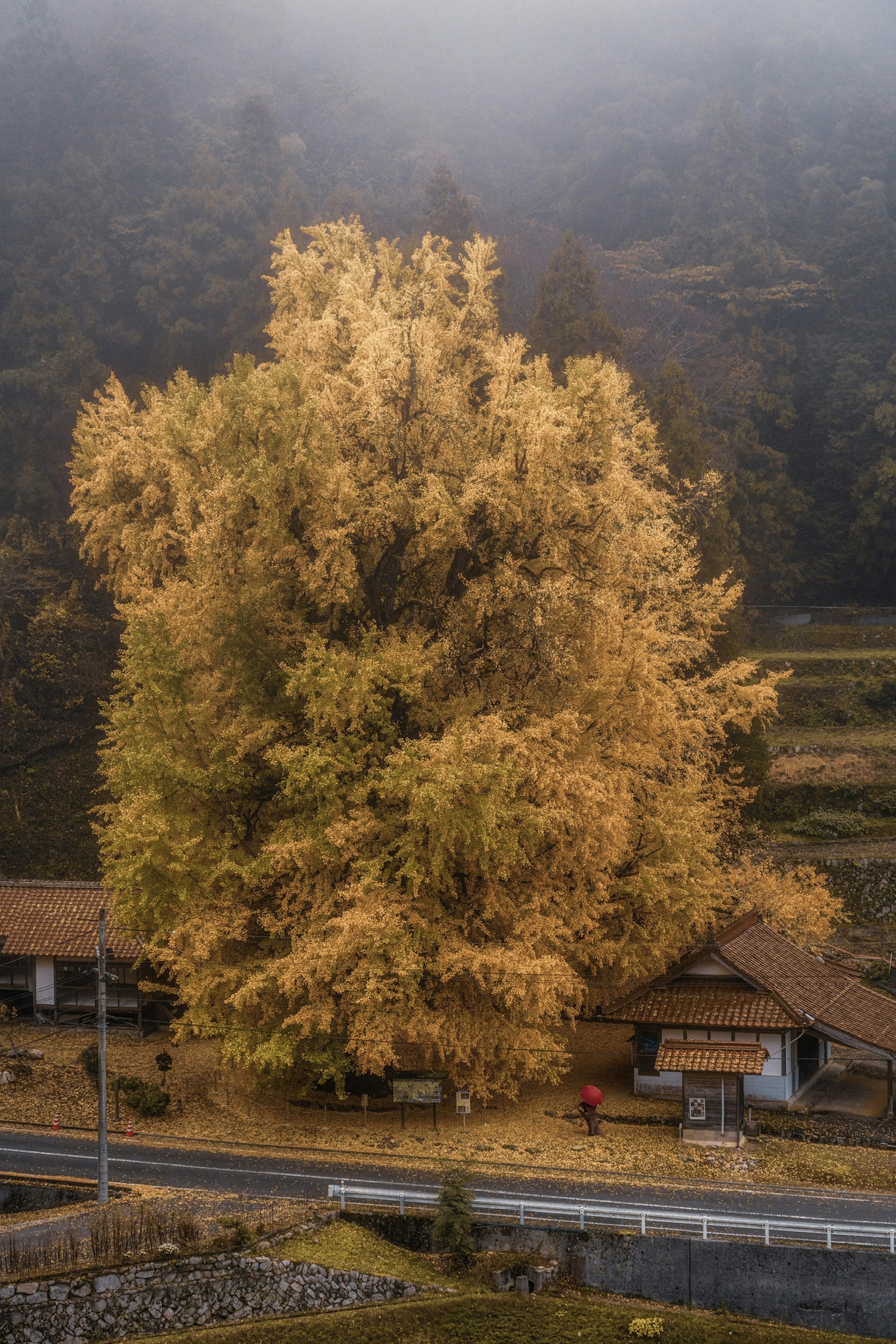 Pohon besar dengan warna musim gugur dan rumah tradisional di sekitarnya