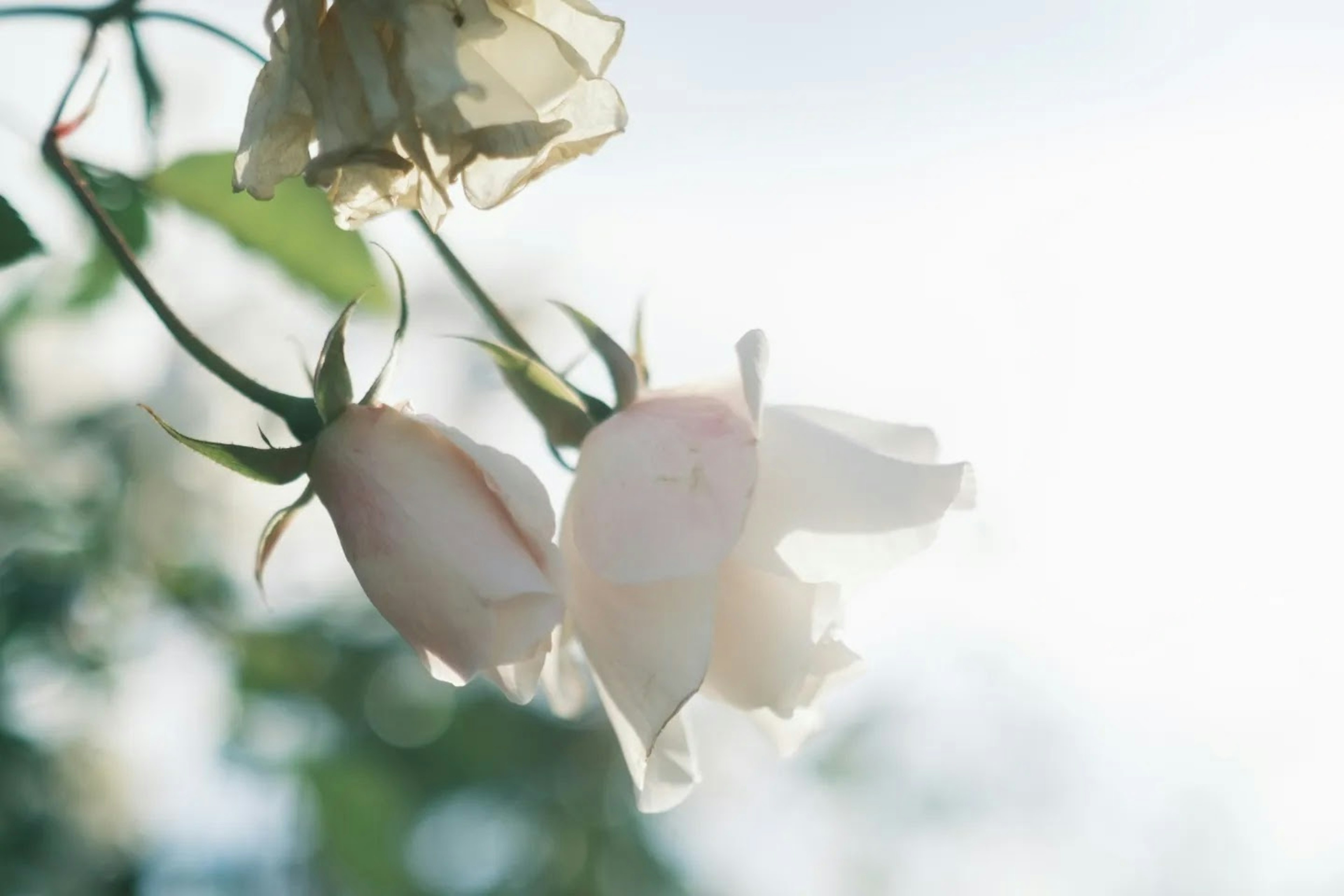 Delicate white rose buds swaying gracefully in soft sunlight