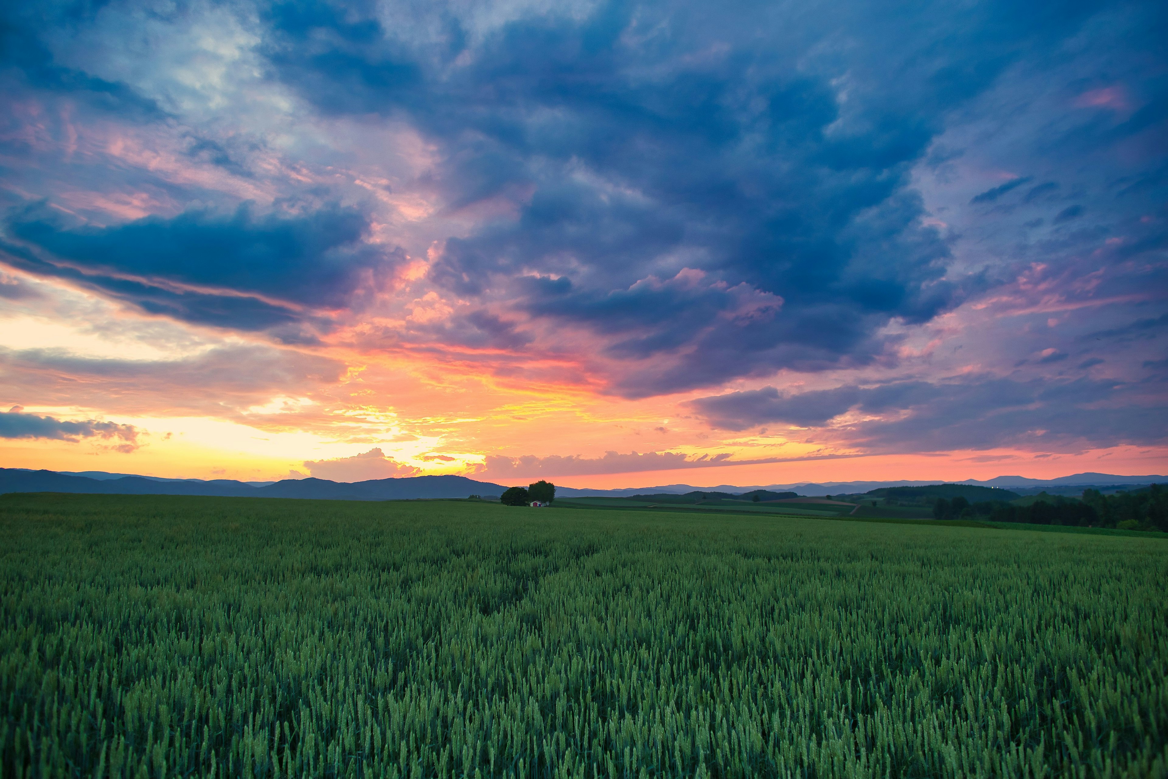 Champ vert luxuriant sous un ciel de coucher de soleil vibrant