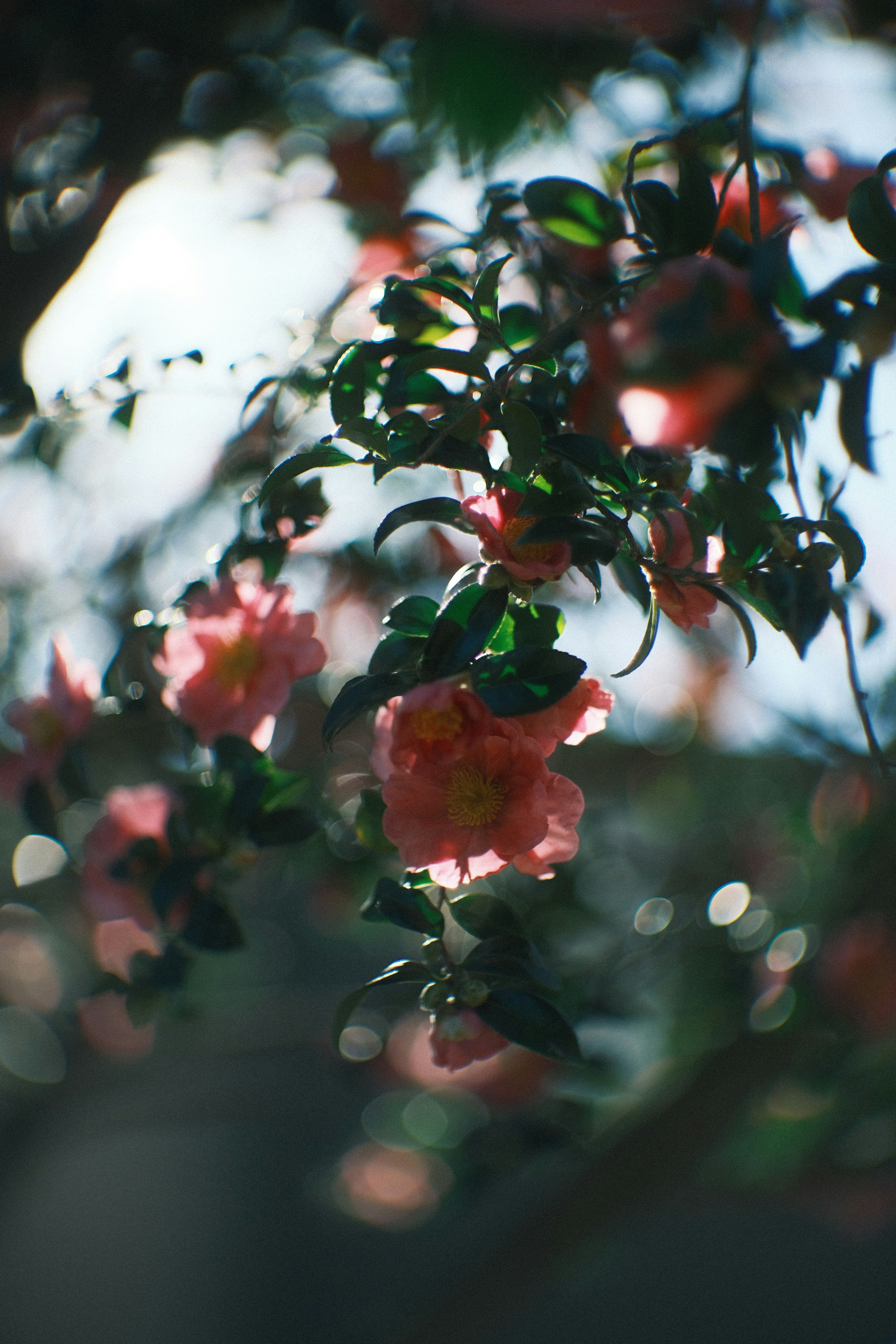 Ein unscharfes Bild von rosa Blumen und grünen Blättern, das eine ruhige Naturszene schafft