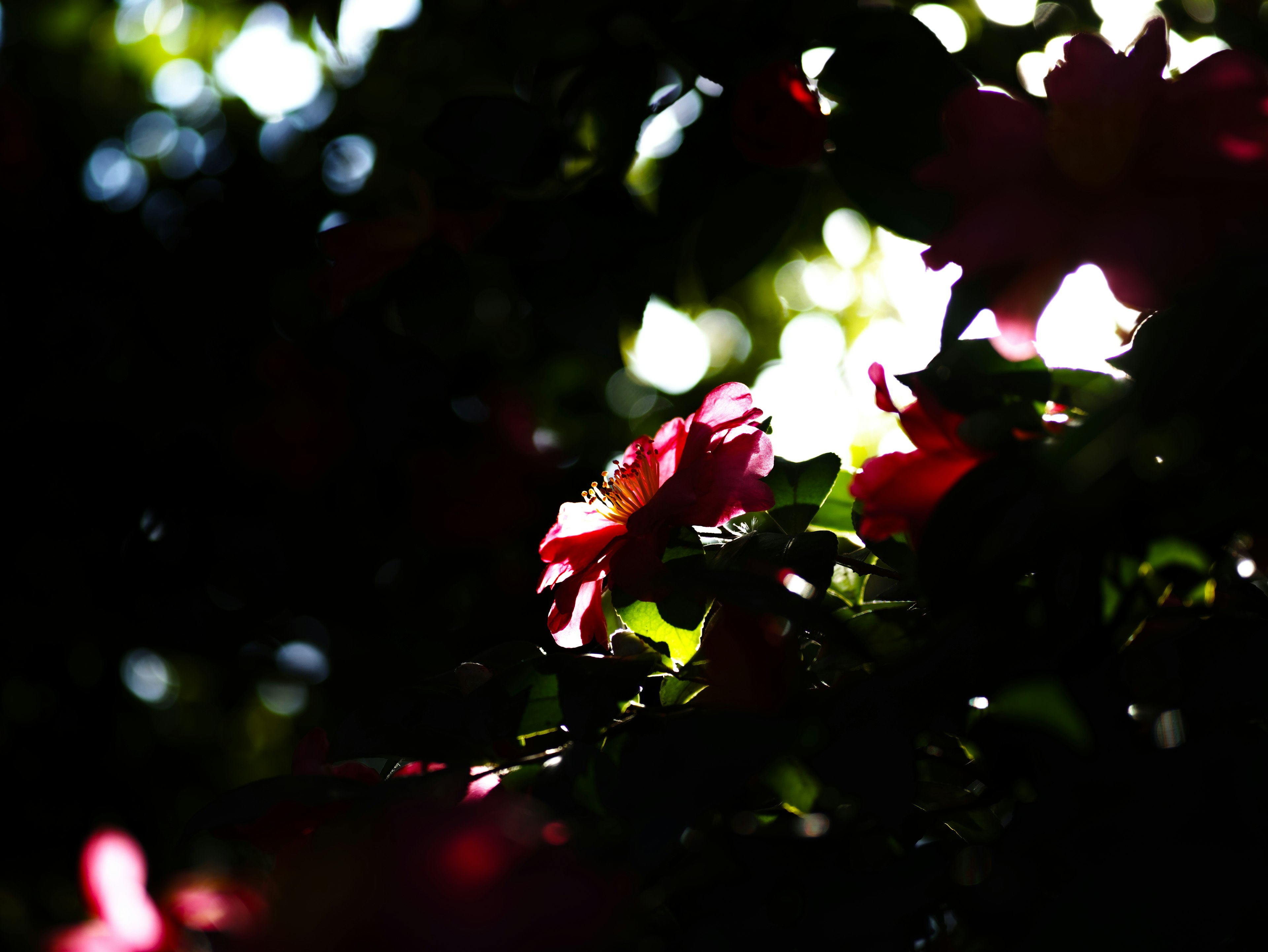 Beautiful scene of red flowers emerging against a dark background