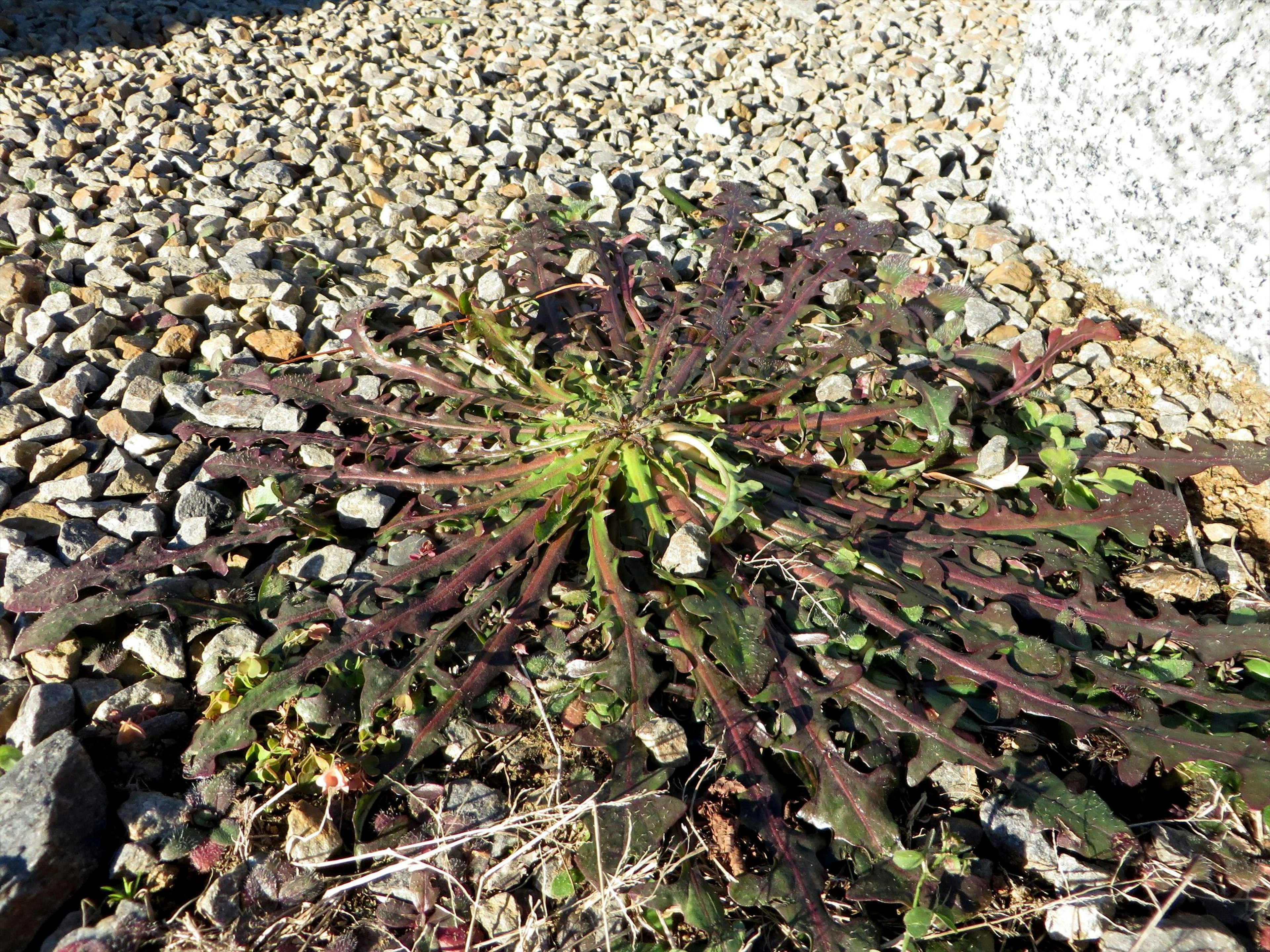 岩の間に生える多肉植物の葉が広がっている