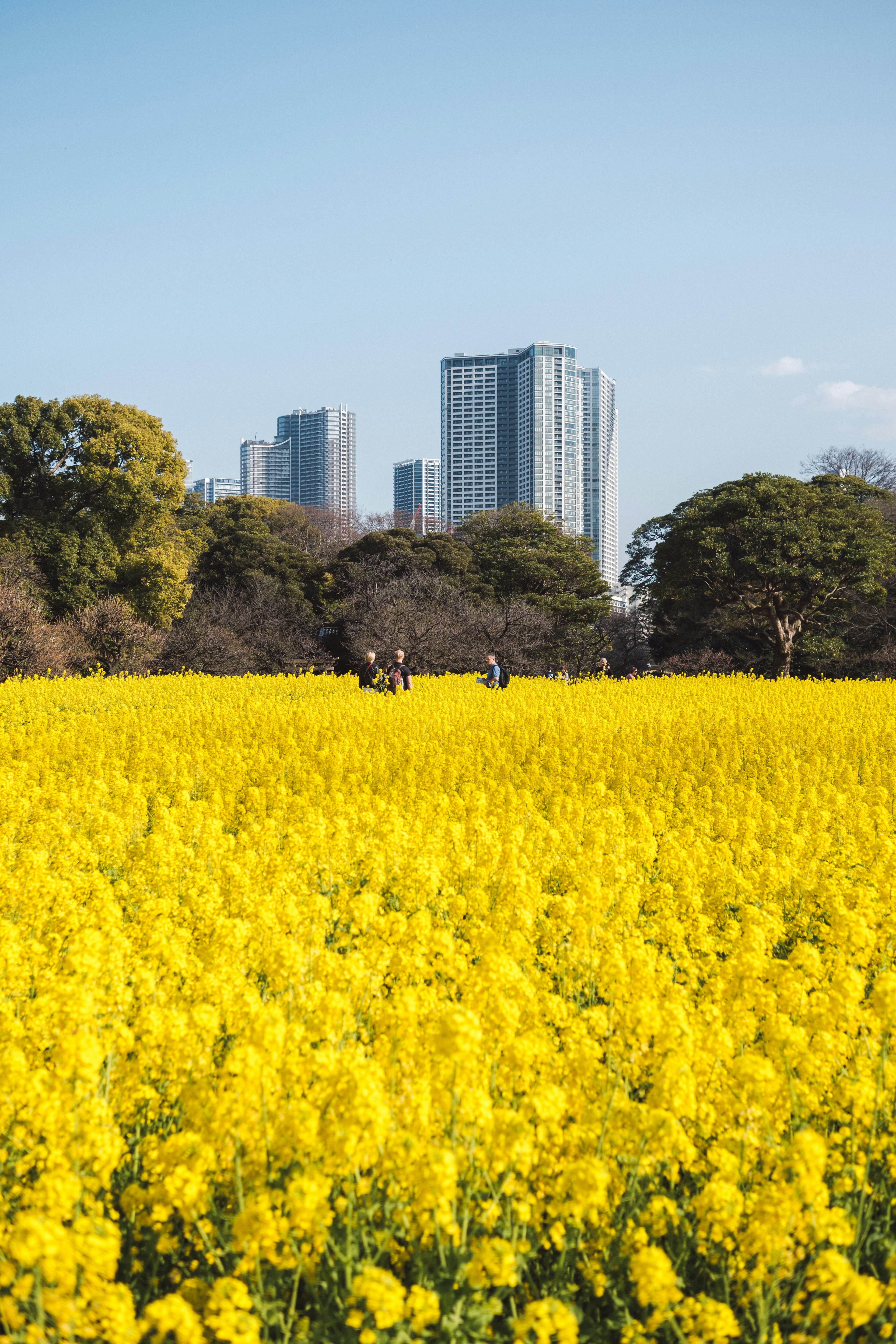 黄色い花畑と高層ビルの風景