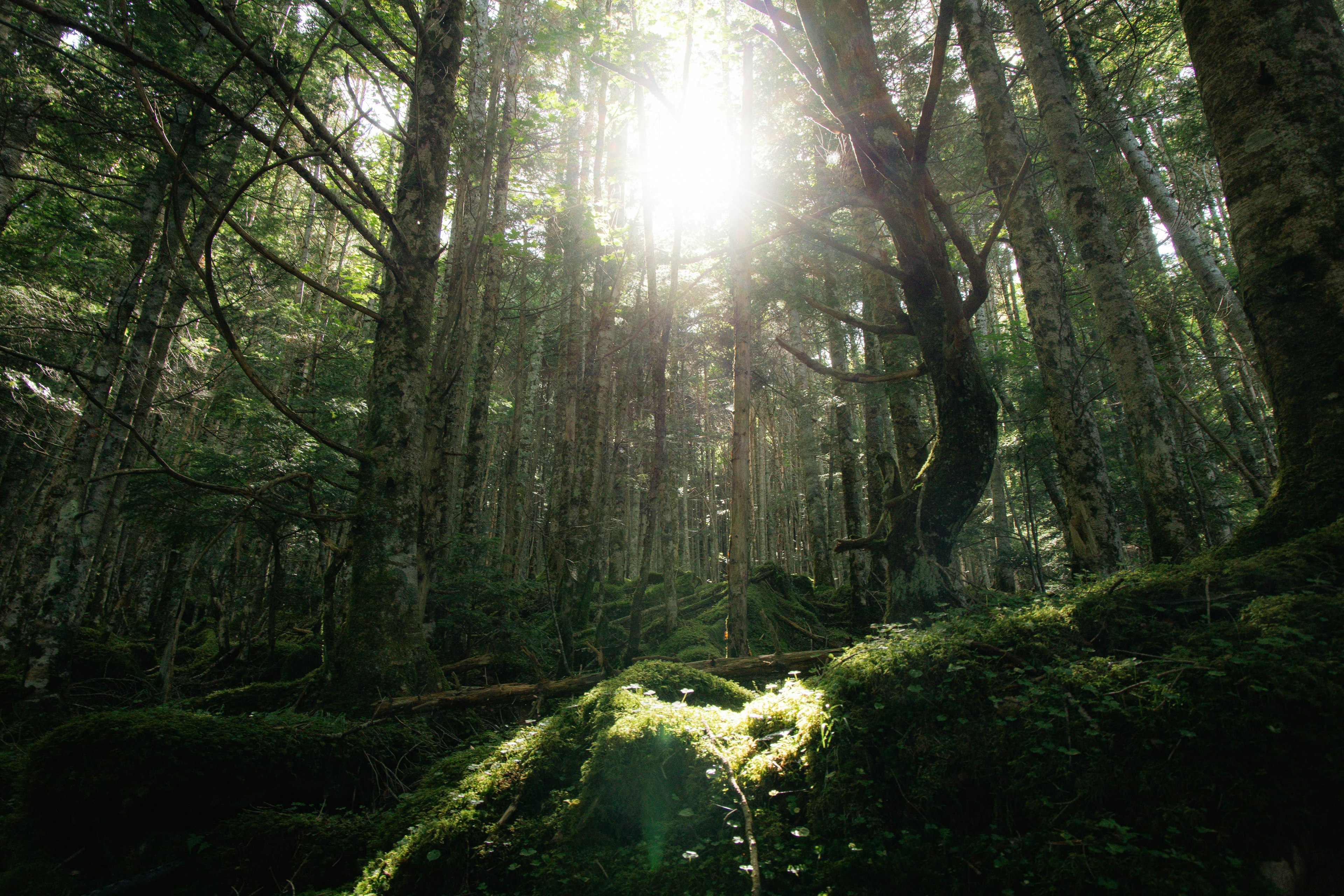 緑豊かな森の中に差し込む太陽の光と苔の生えた地面