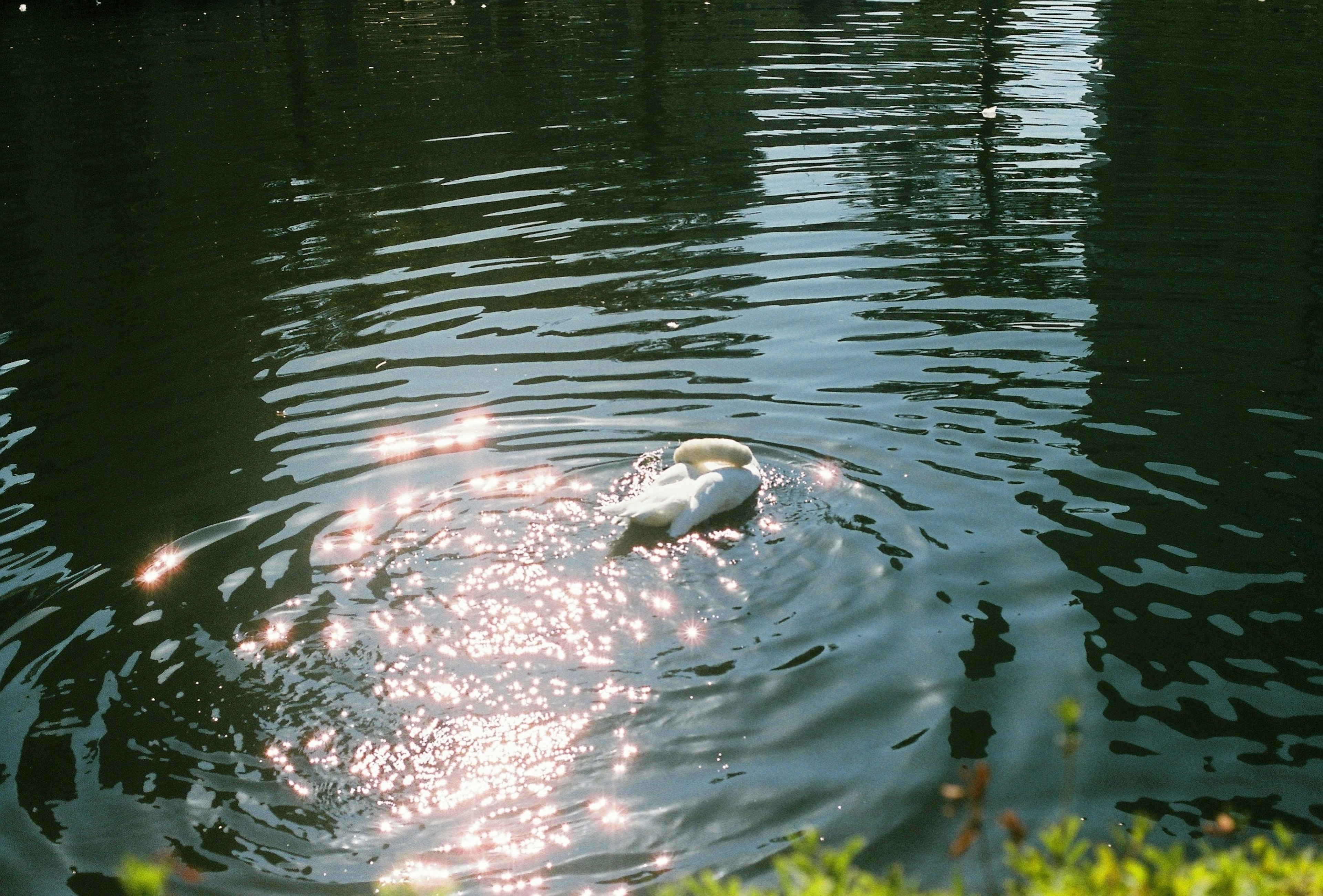 A white water bird floating on the surface with shimmering ripples