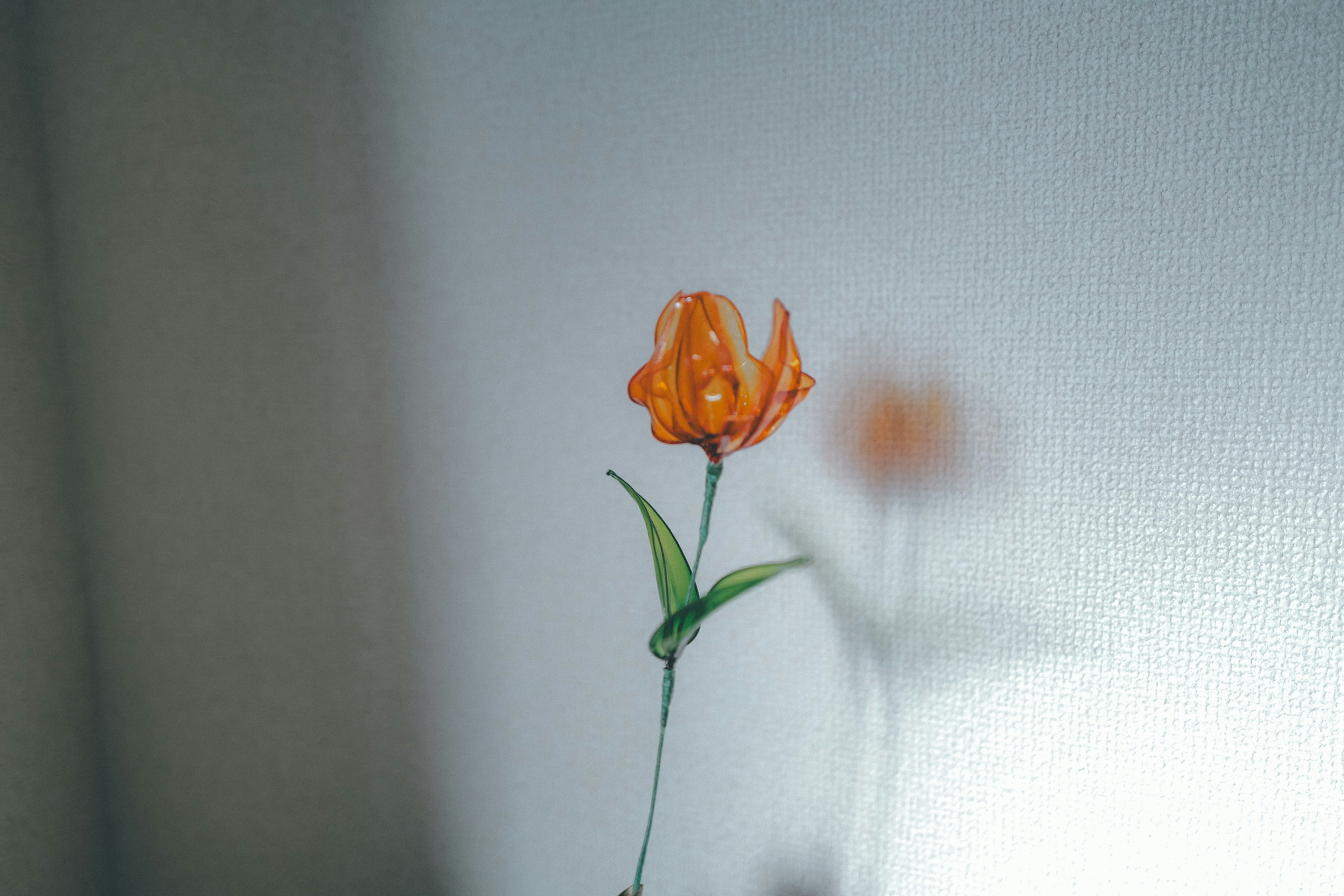 Eine orange Blume vor einem sanften weißen Hintergrund mit einem subtilen Schatten