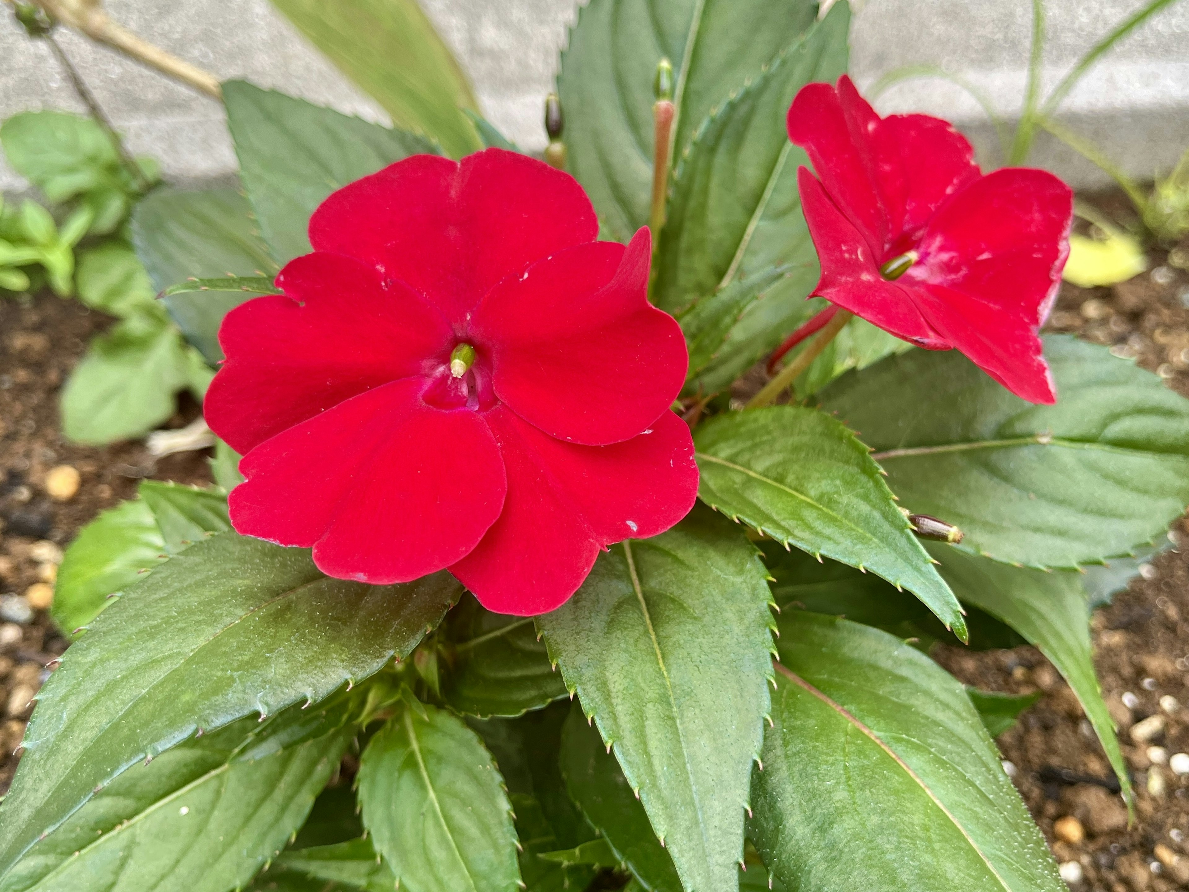 Close-up of red flowers with green leaves