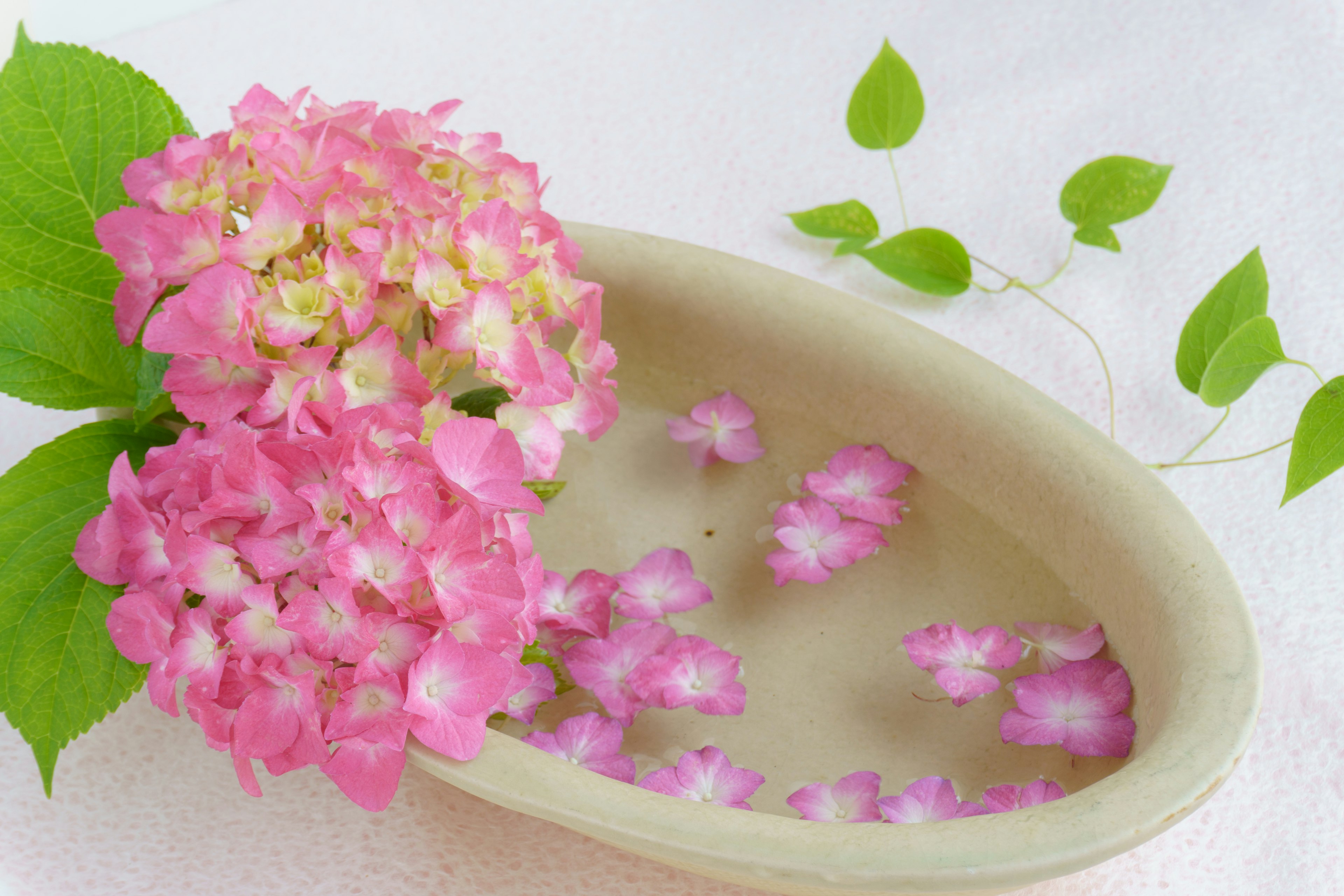 A shallow dish with pink hydrangea flowers floating and green leaves