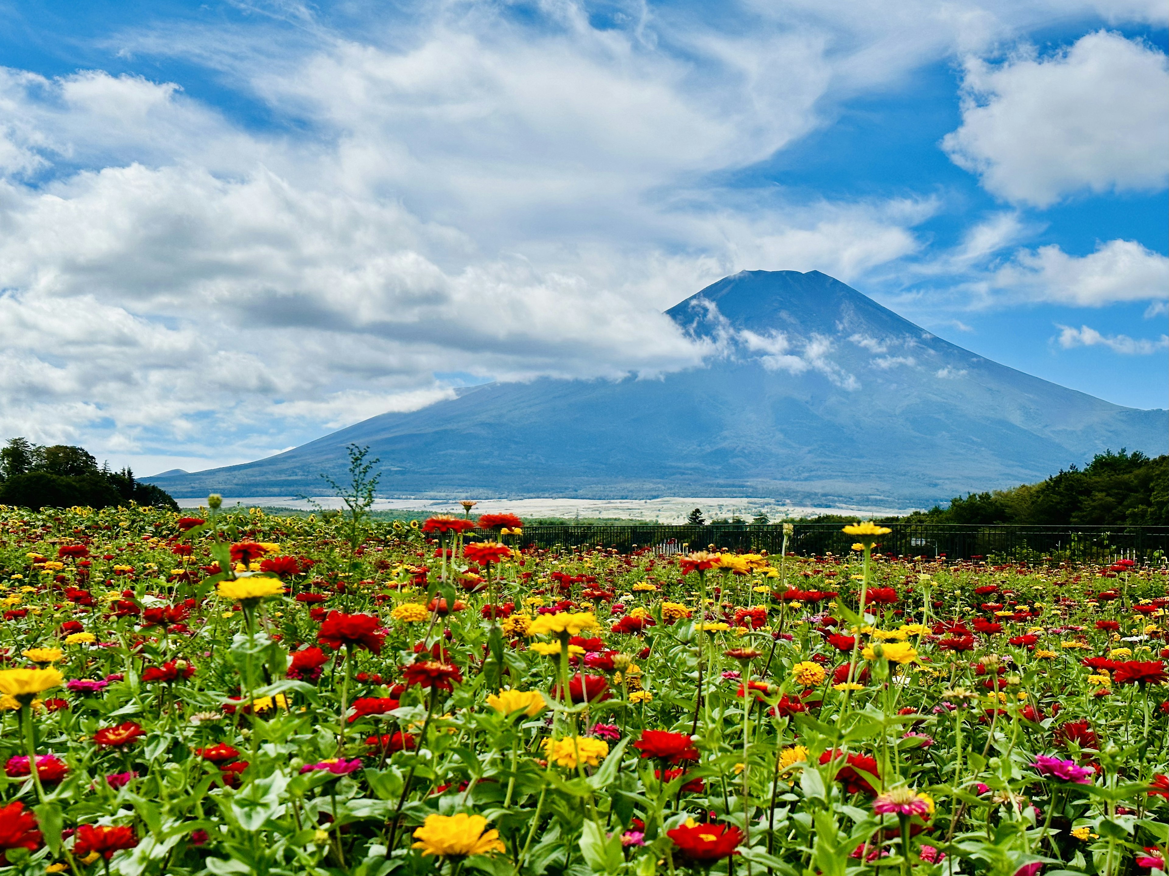 色とりどりの花が咲く草原と富士山の美しい風景