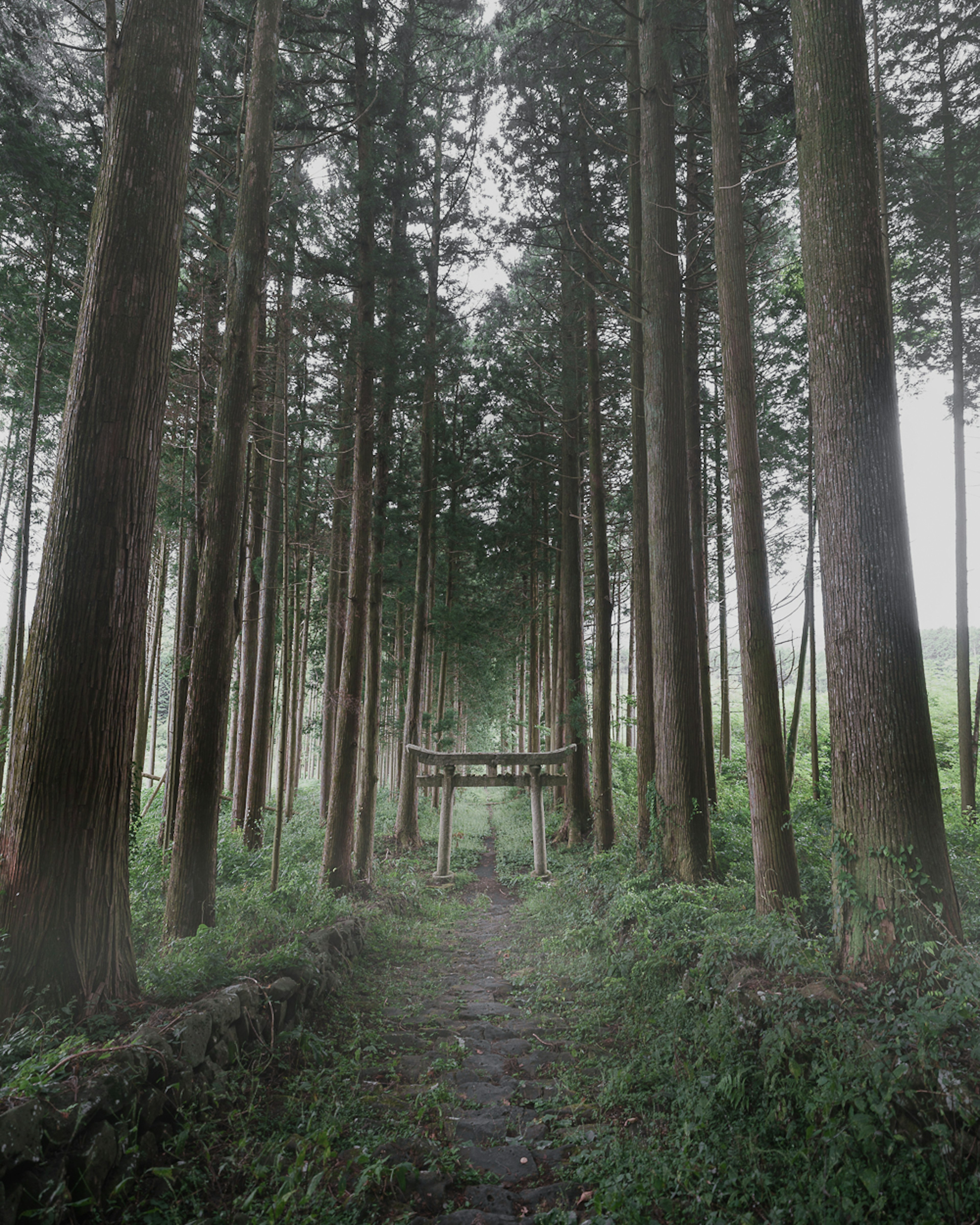 Sentier à travers de grands arbres menant à une porte torii