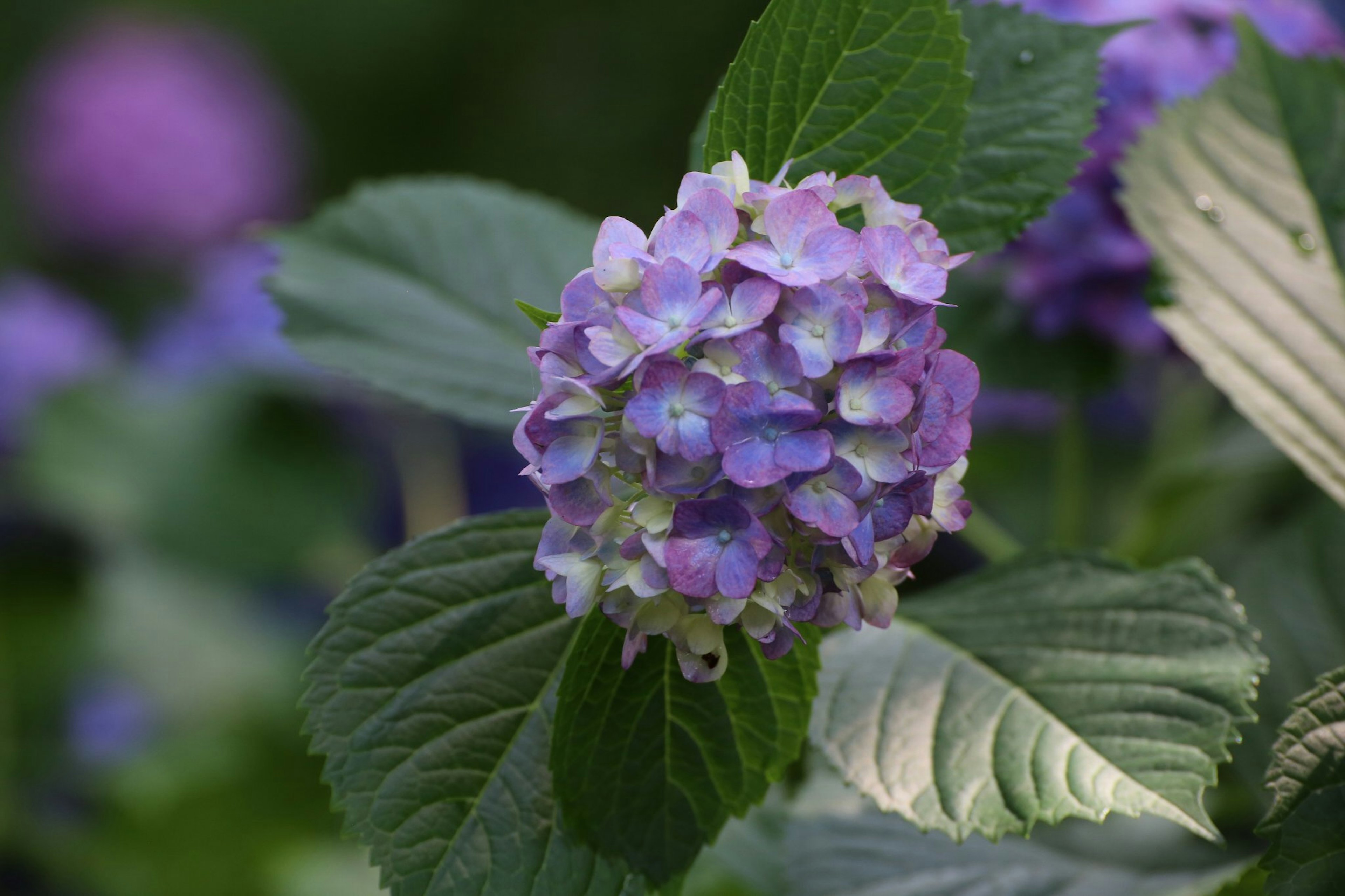 Primer plano de una flor de hortensia morada con hojas verdes