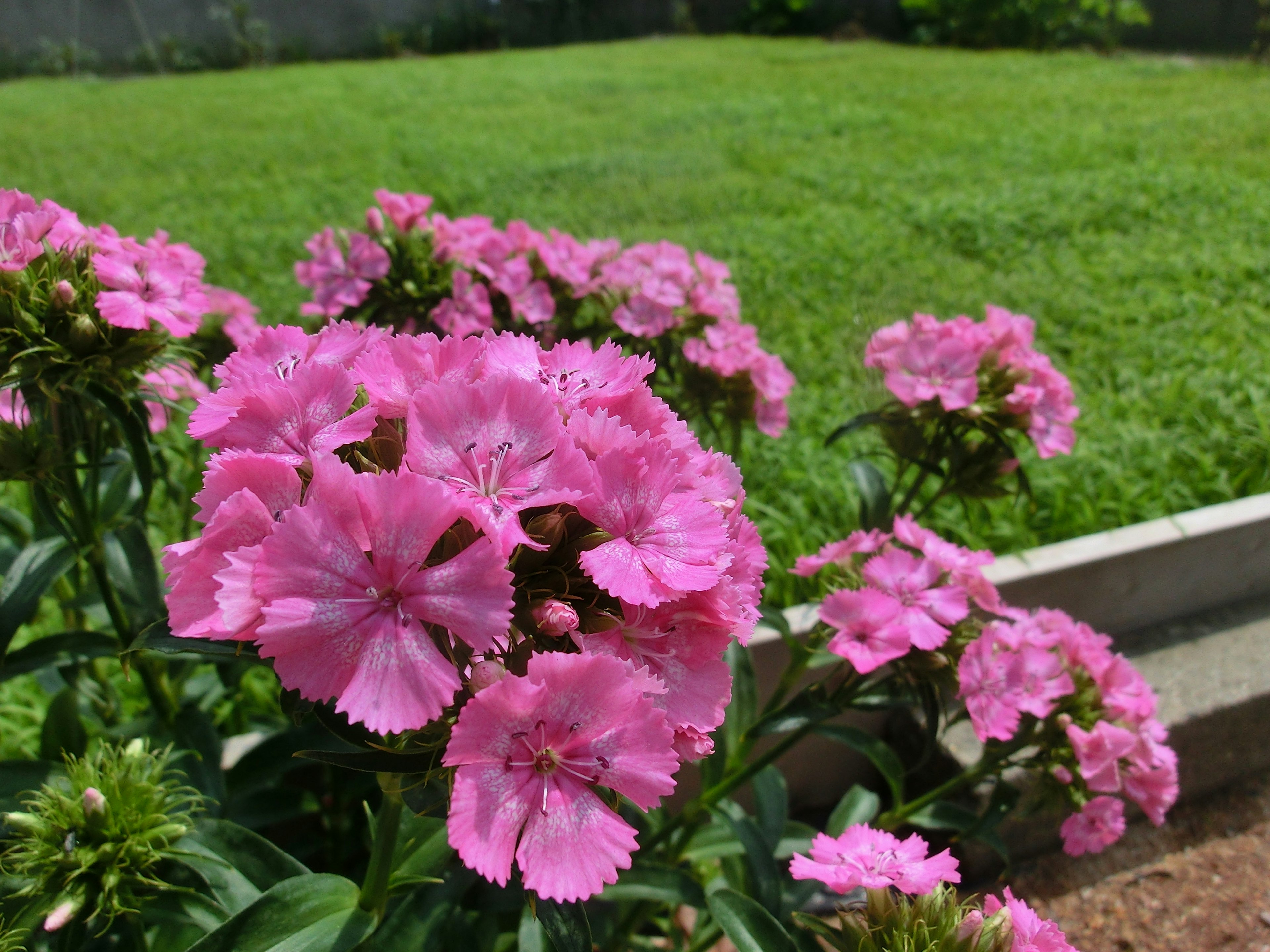 鮮やかなピンクの花が咲いている庭の風景