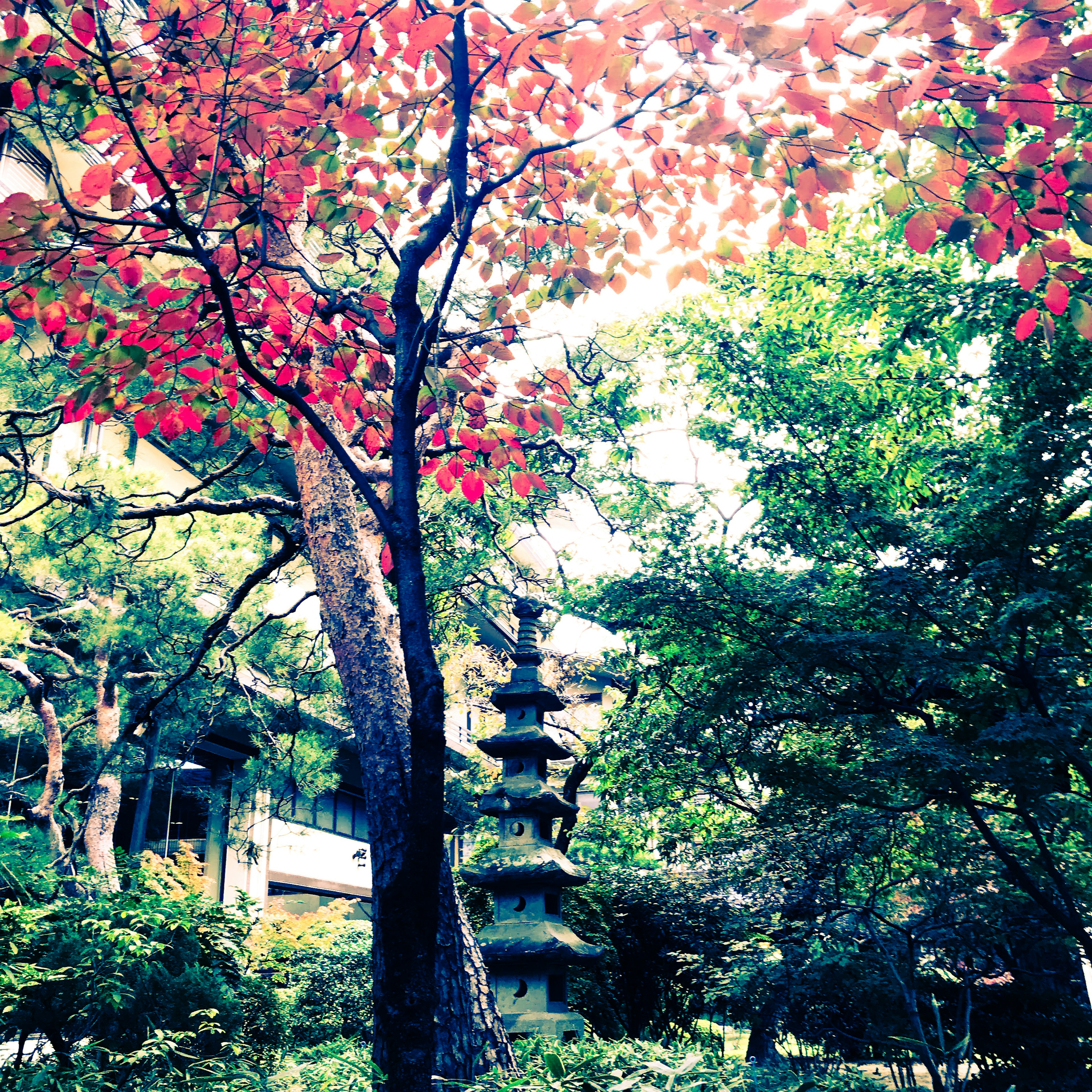 Jardín japonés con árbol de hojas rojas y pagoda