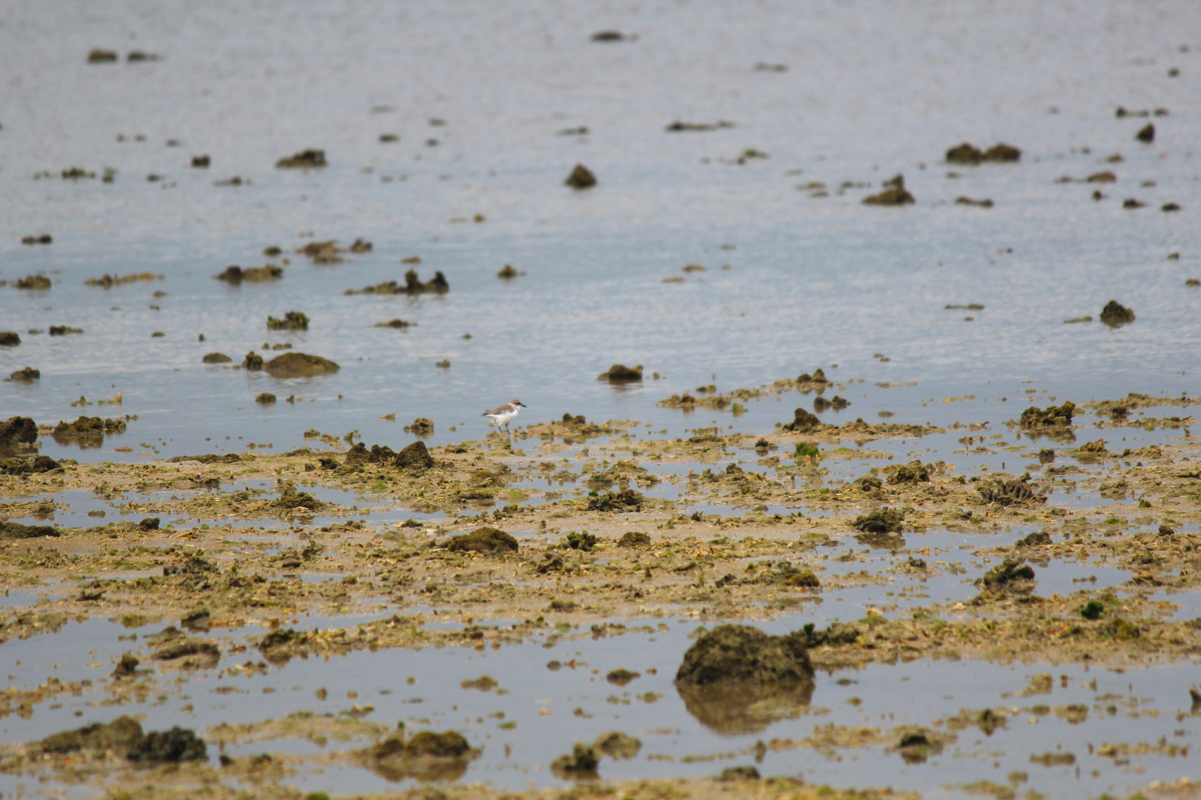 Verstreute Algen und Steine auf der Wasseroberfläche