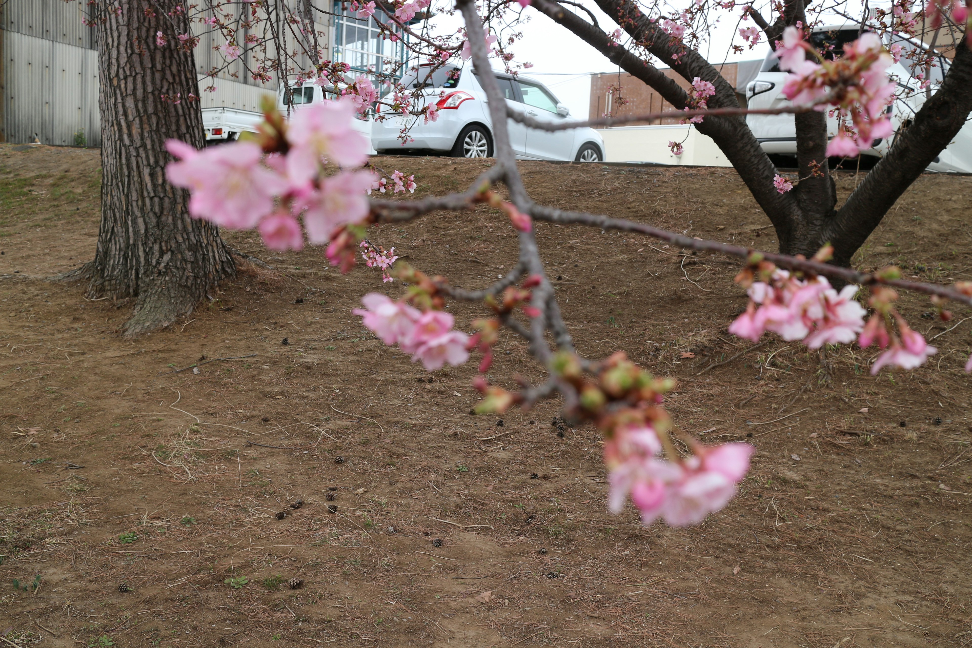 Close-up of cherry blossoms on a branch with brown ground and trees in the background