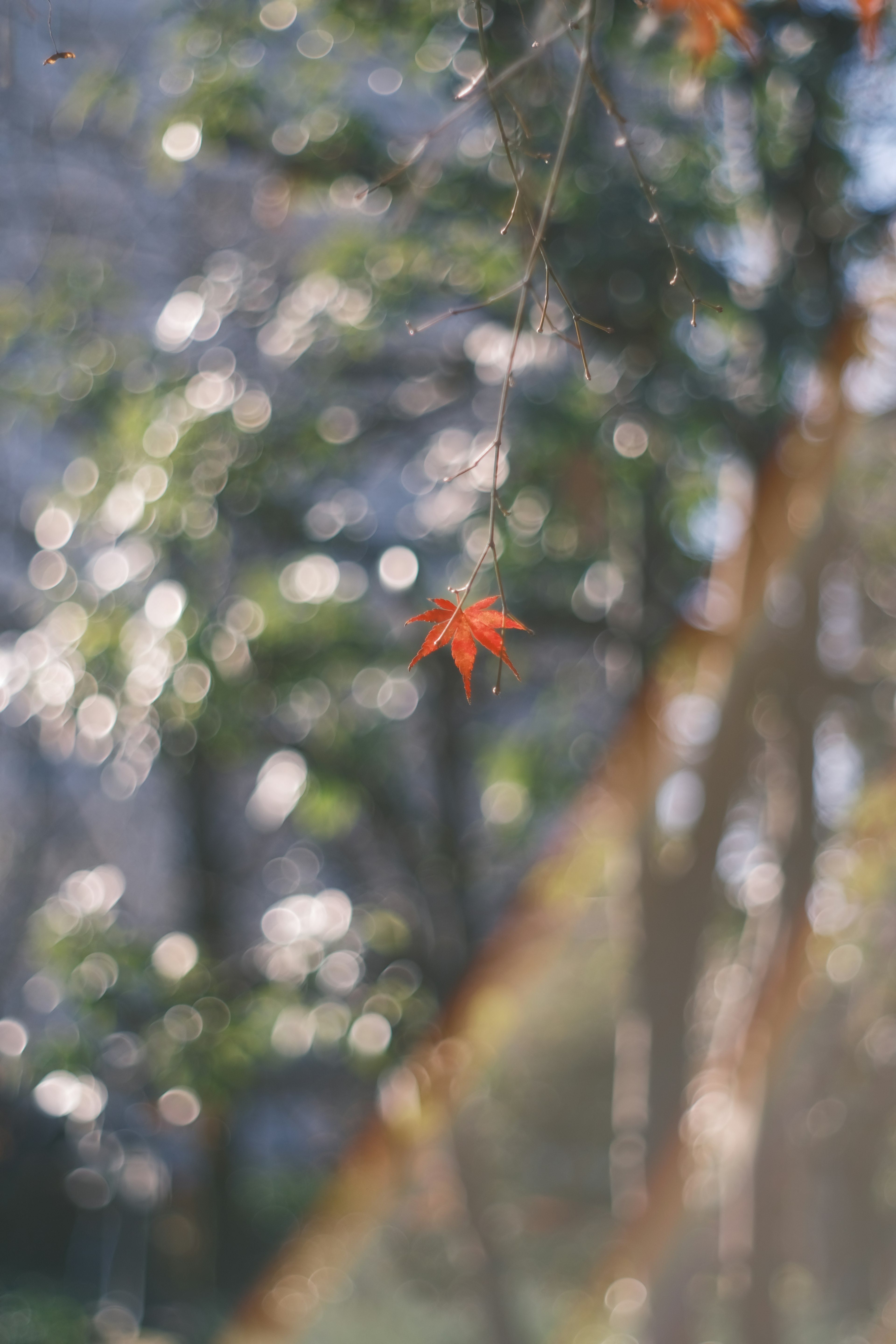 A vibrant red leaf stands out against a blurred background of greenery