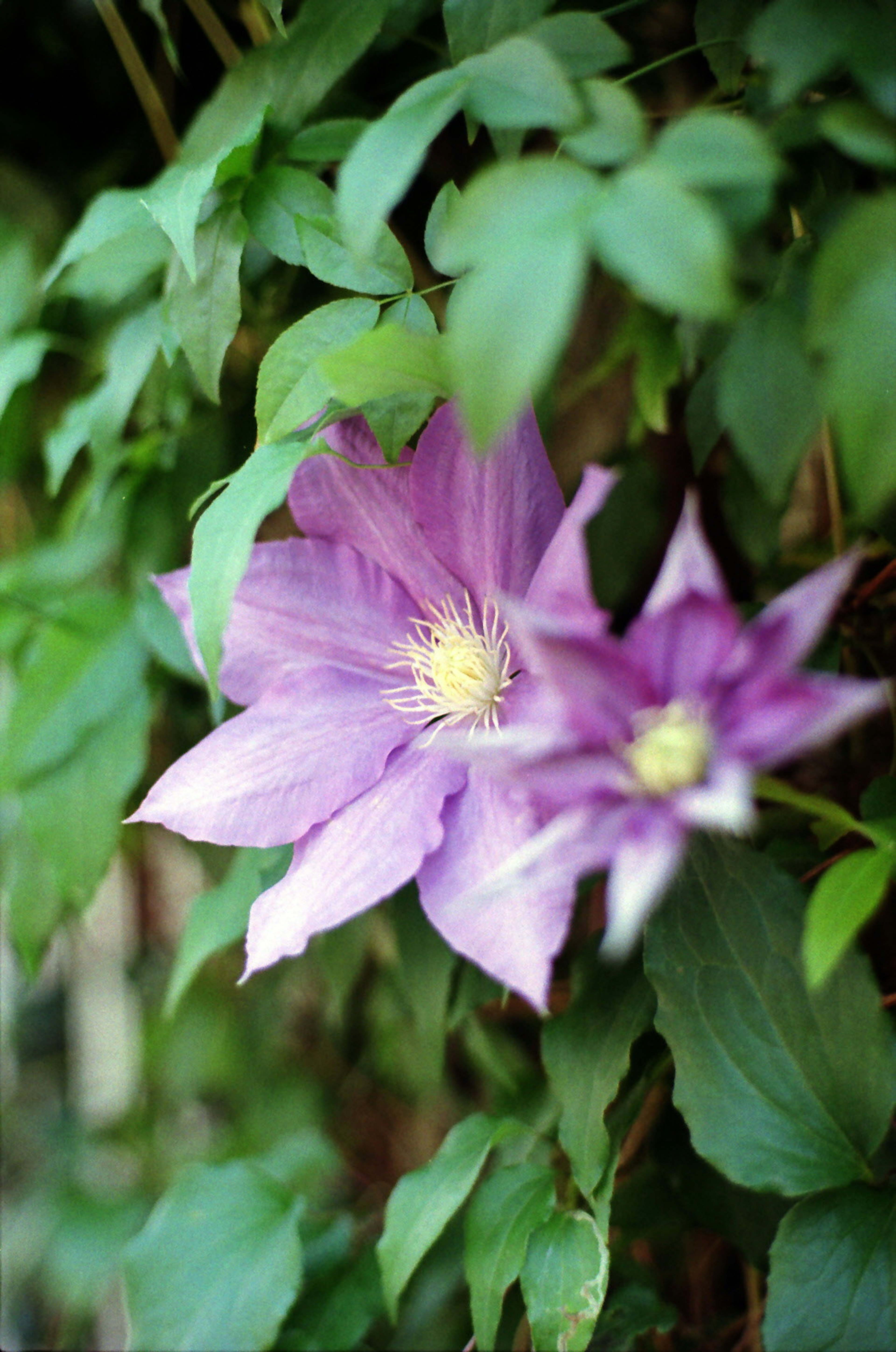 Hoa clematis màu tím nở trên nền lá xanh