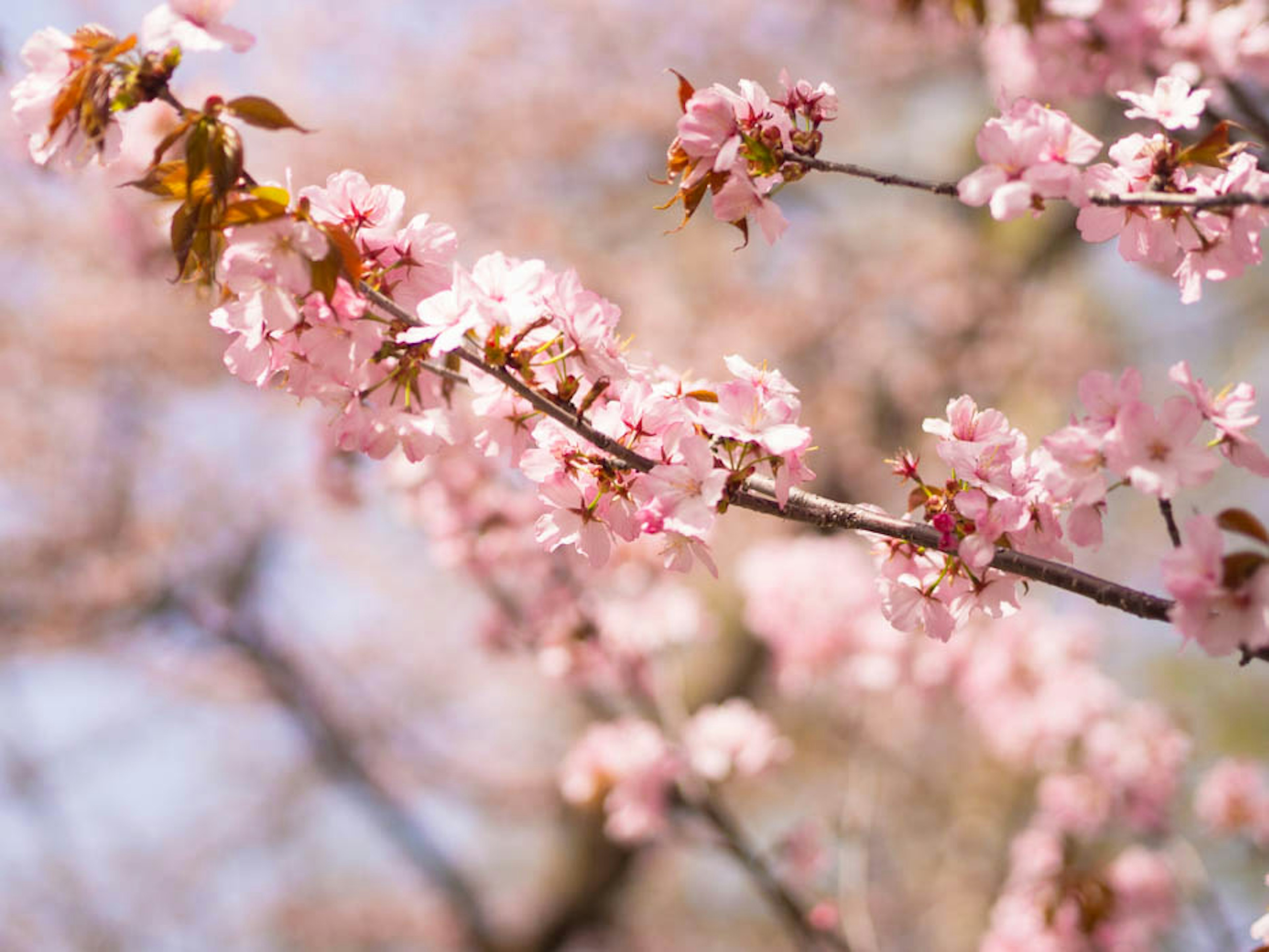 Close-up cabang bunga sakura dengan bunga berwarna pink