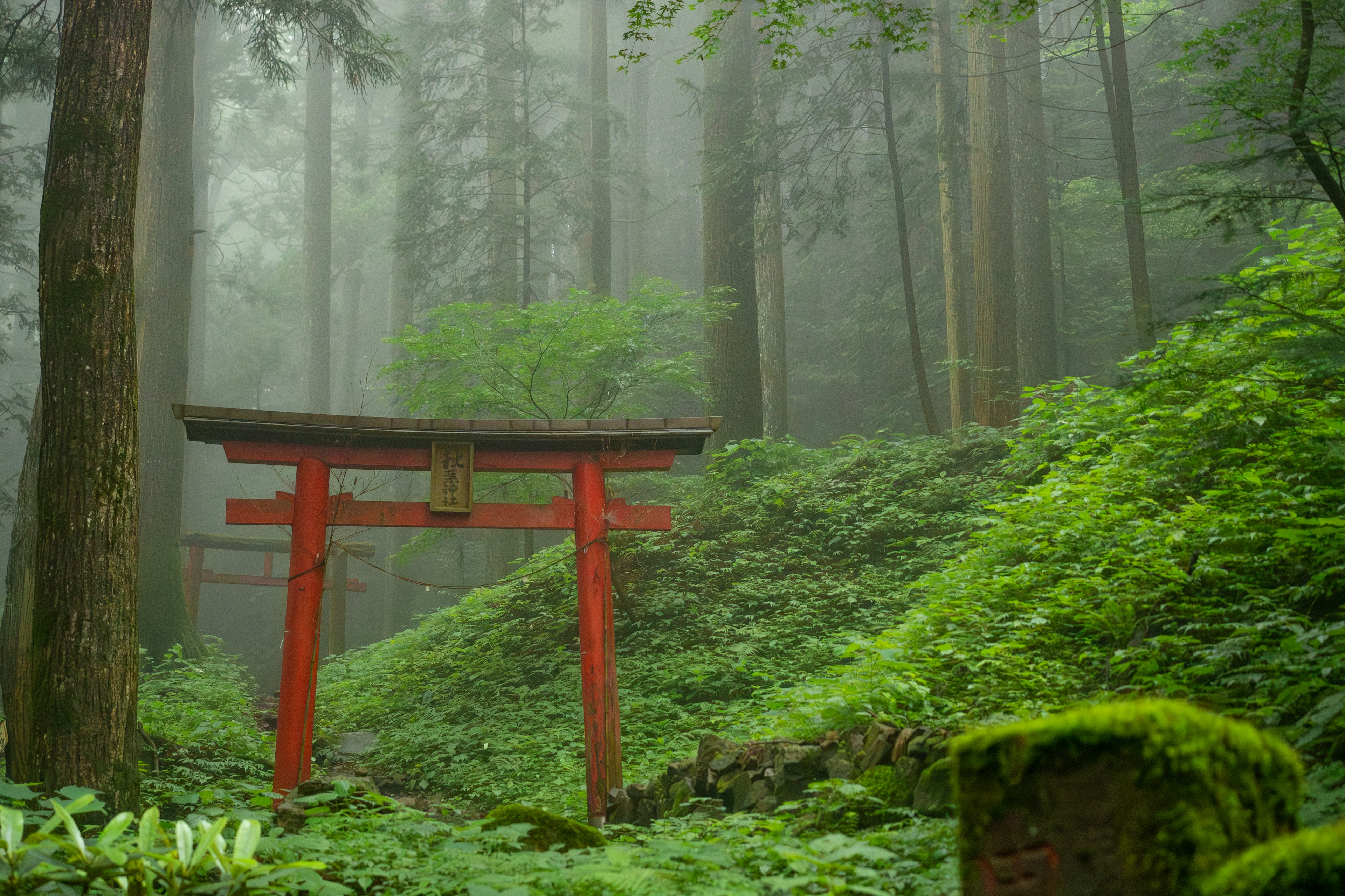 Rotes Torii in einem üppigen grünen Wald mit Nebel