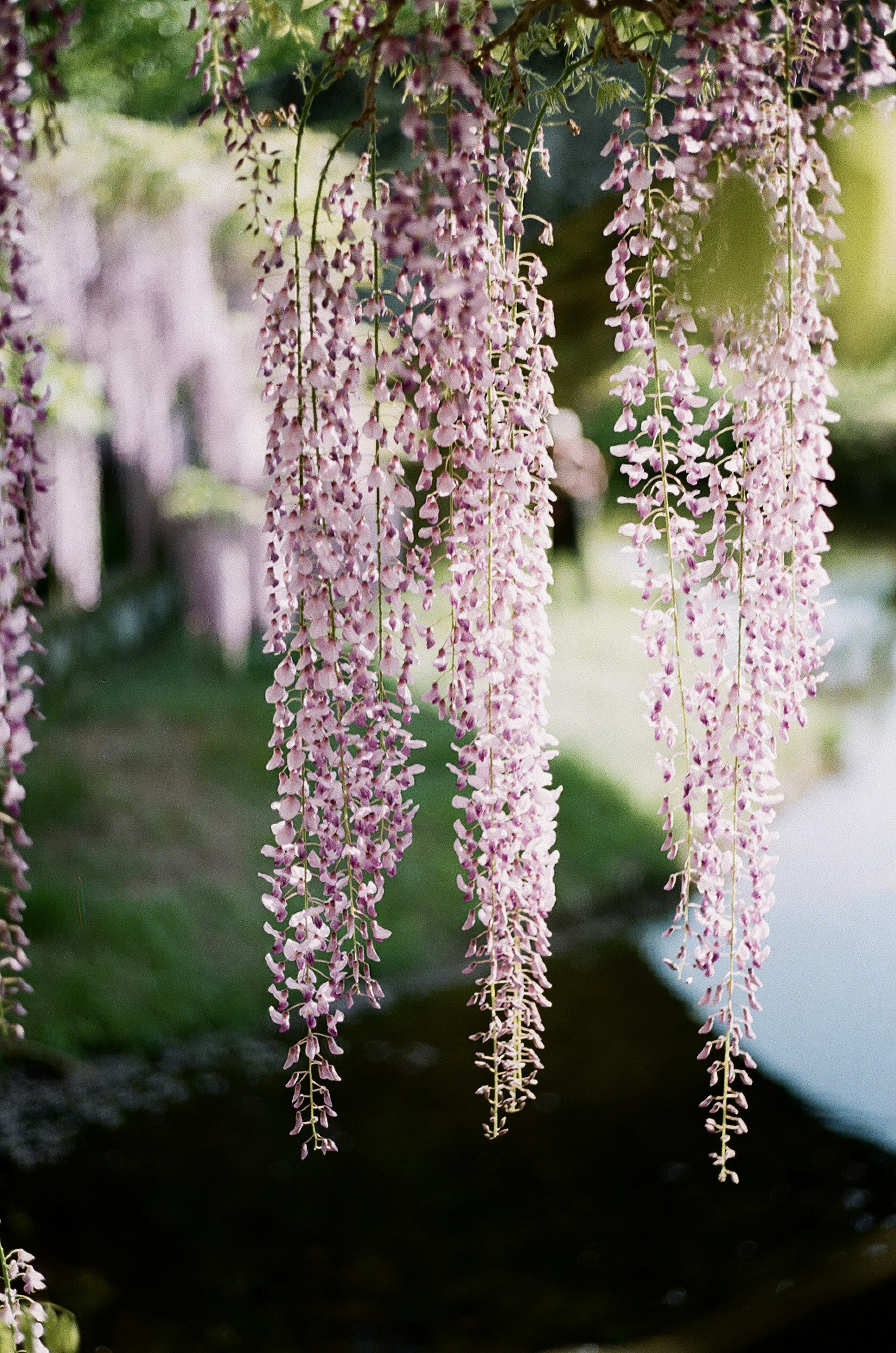 紫色の藤の花が垂れ下がっている美しい景色