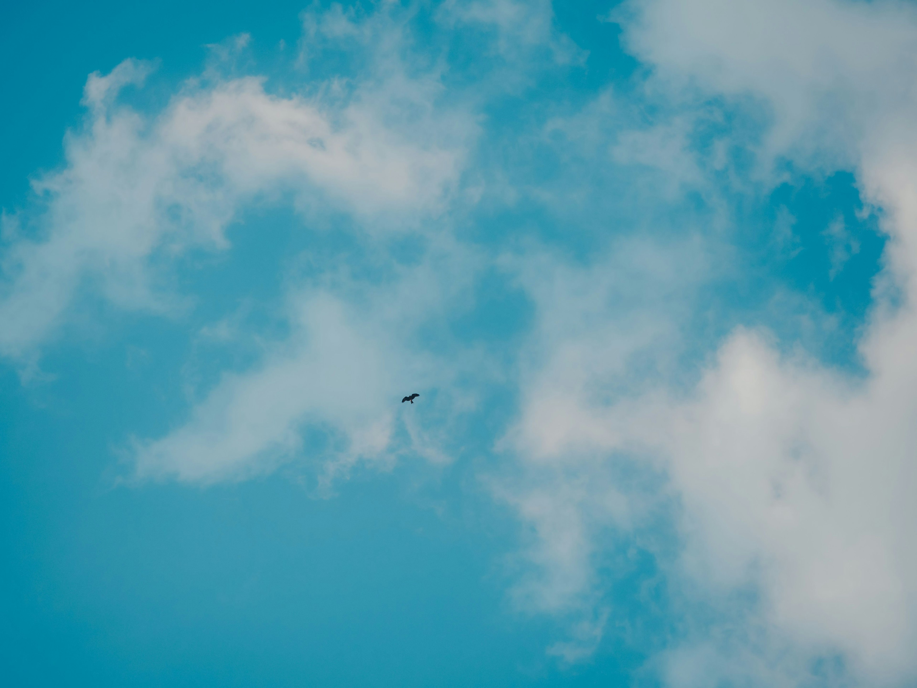 A small bird flying in a blue sky with white clouds