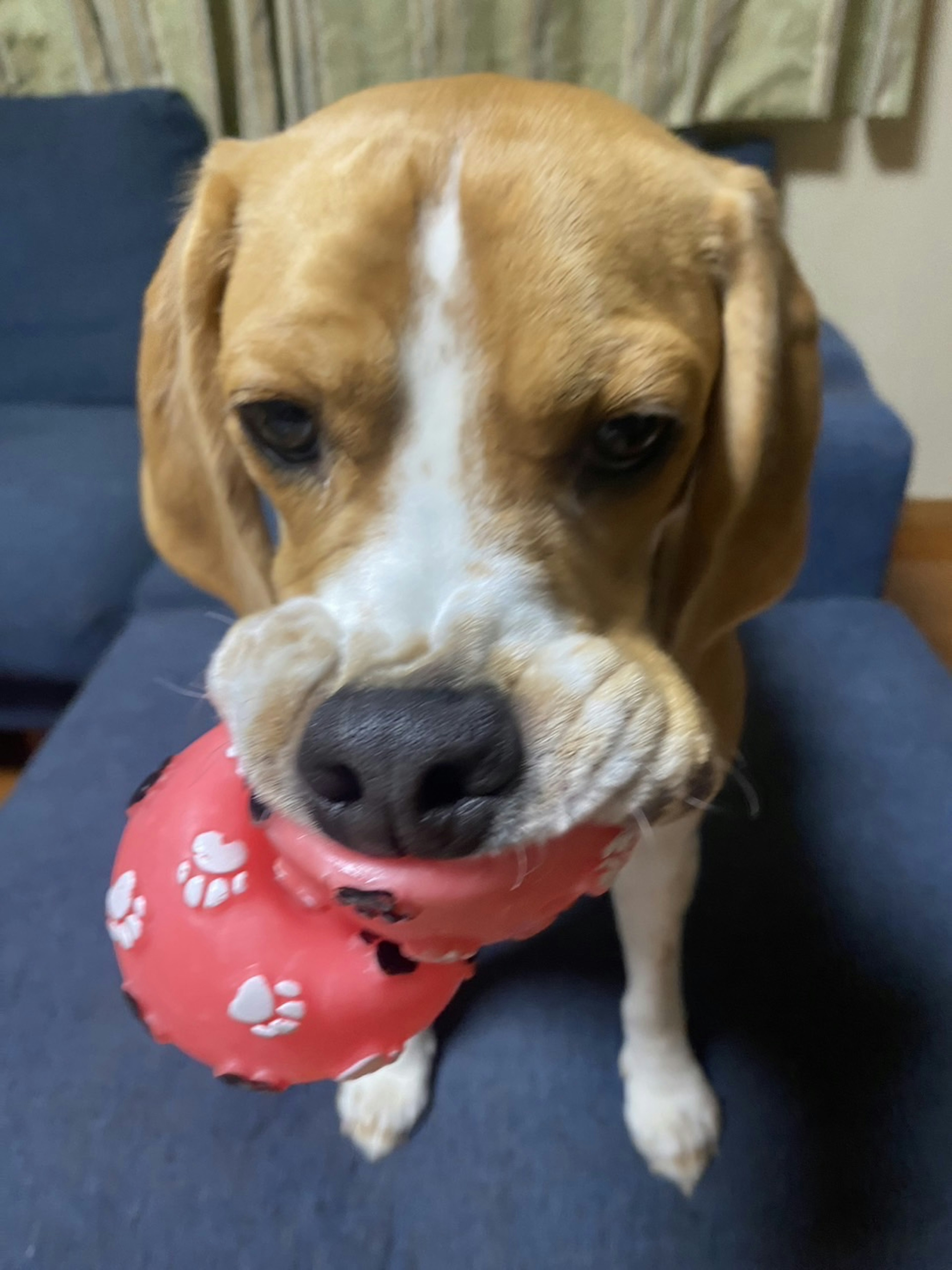 Anjing Beagle dengan bandana merah muda