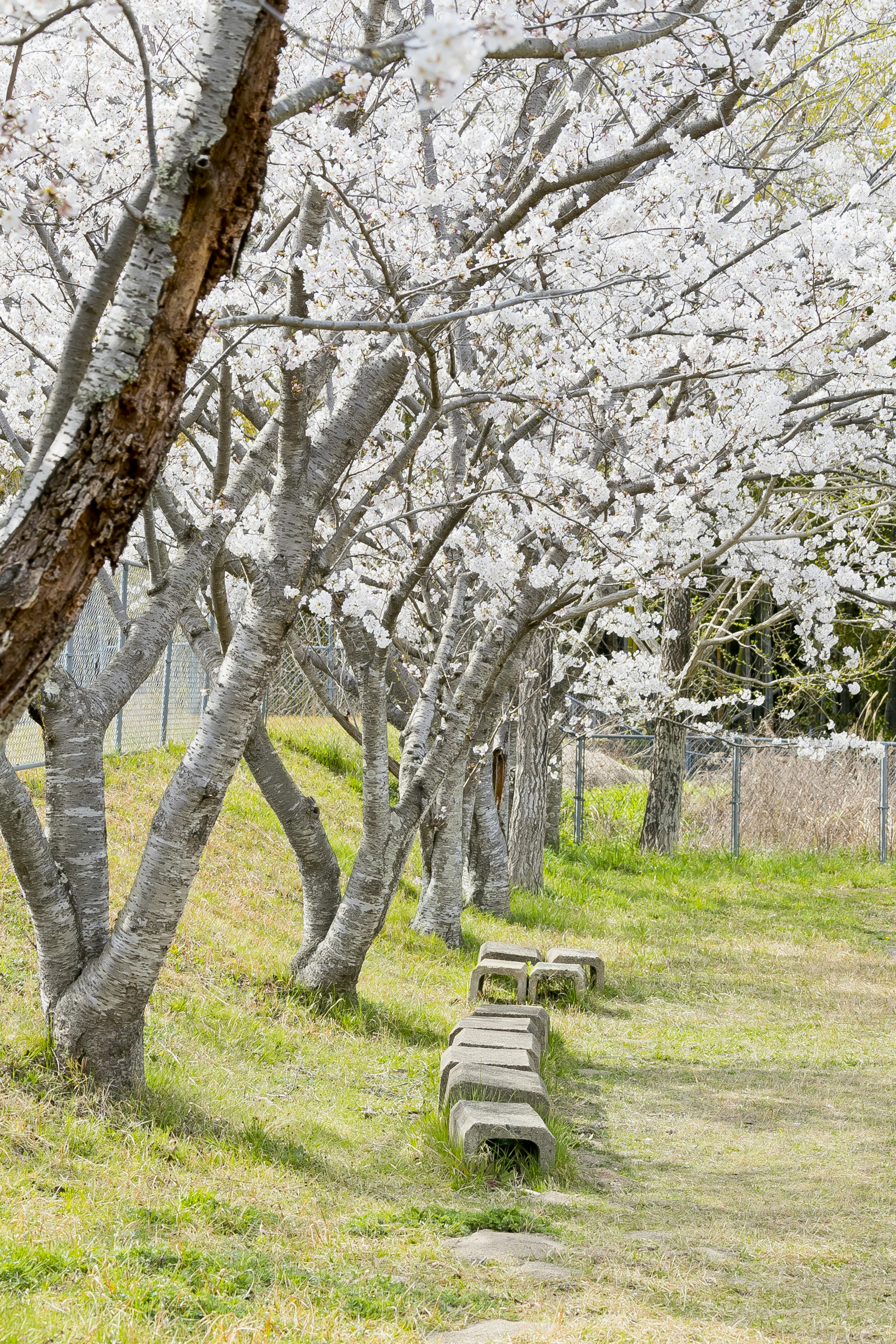 寧靜的公園景象，櫻花樹沿小徑排成一行