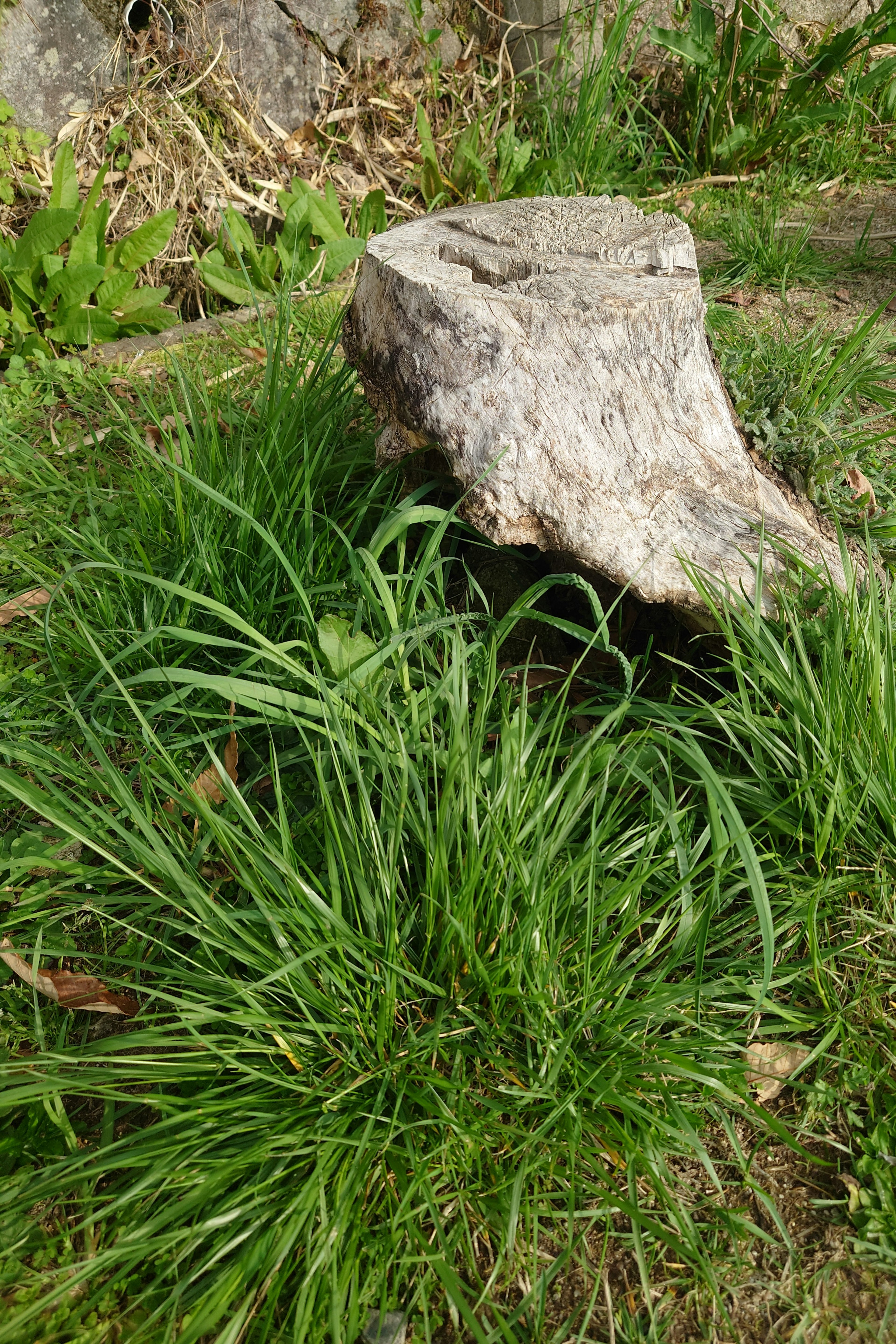 Immagine di un ceppo d'albero circondato da erba