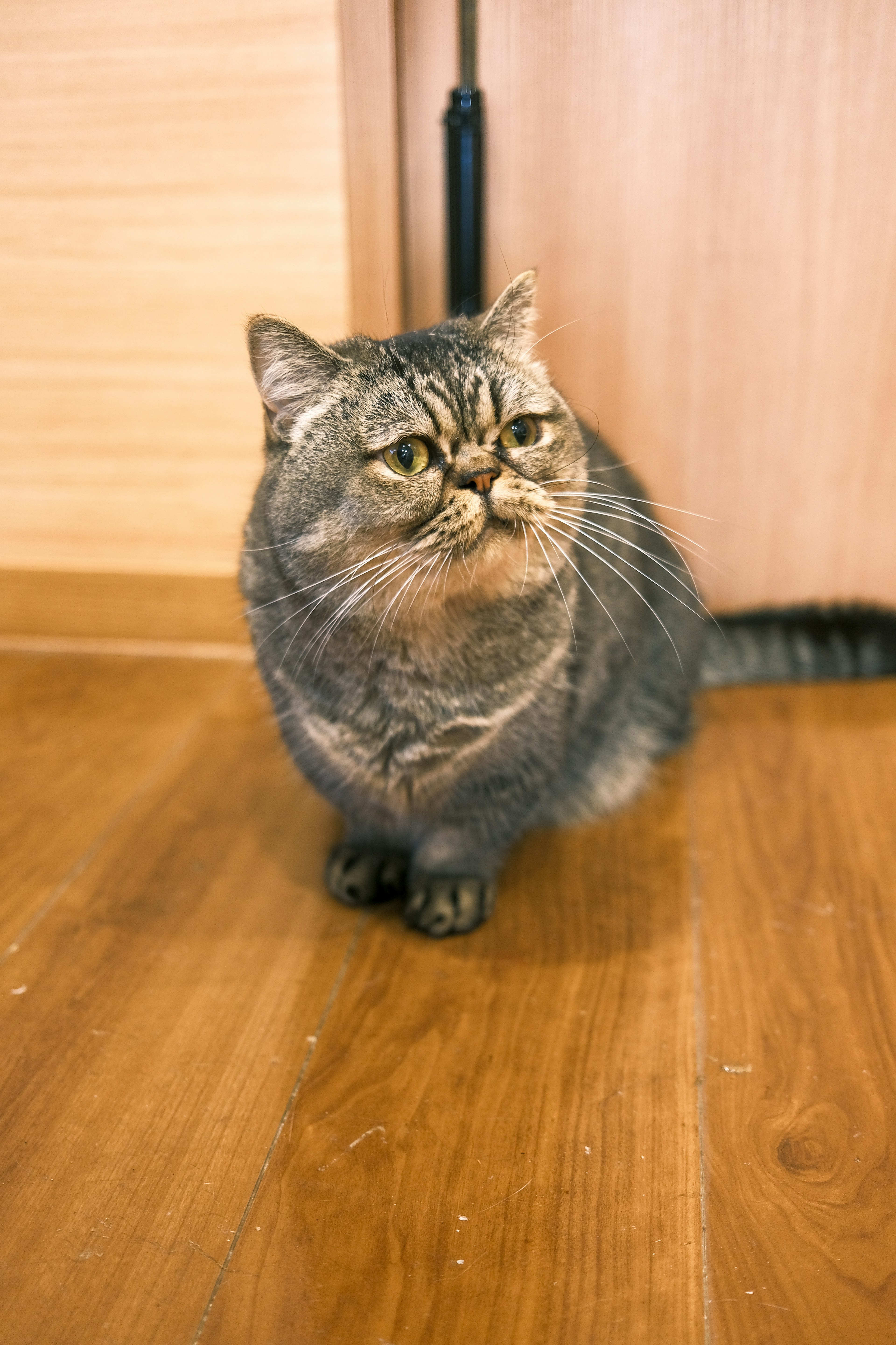 Un gatto in piedi su un pavimento in legno con una coda corta e un volto distintivo