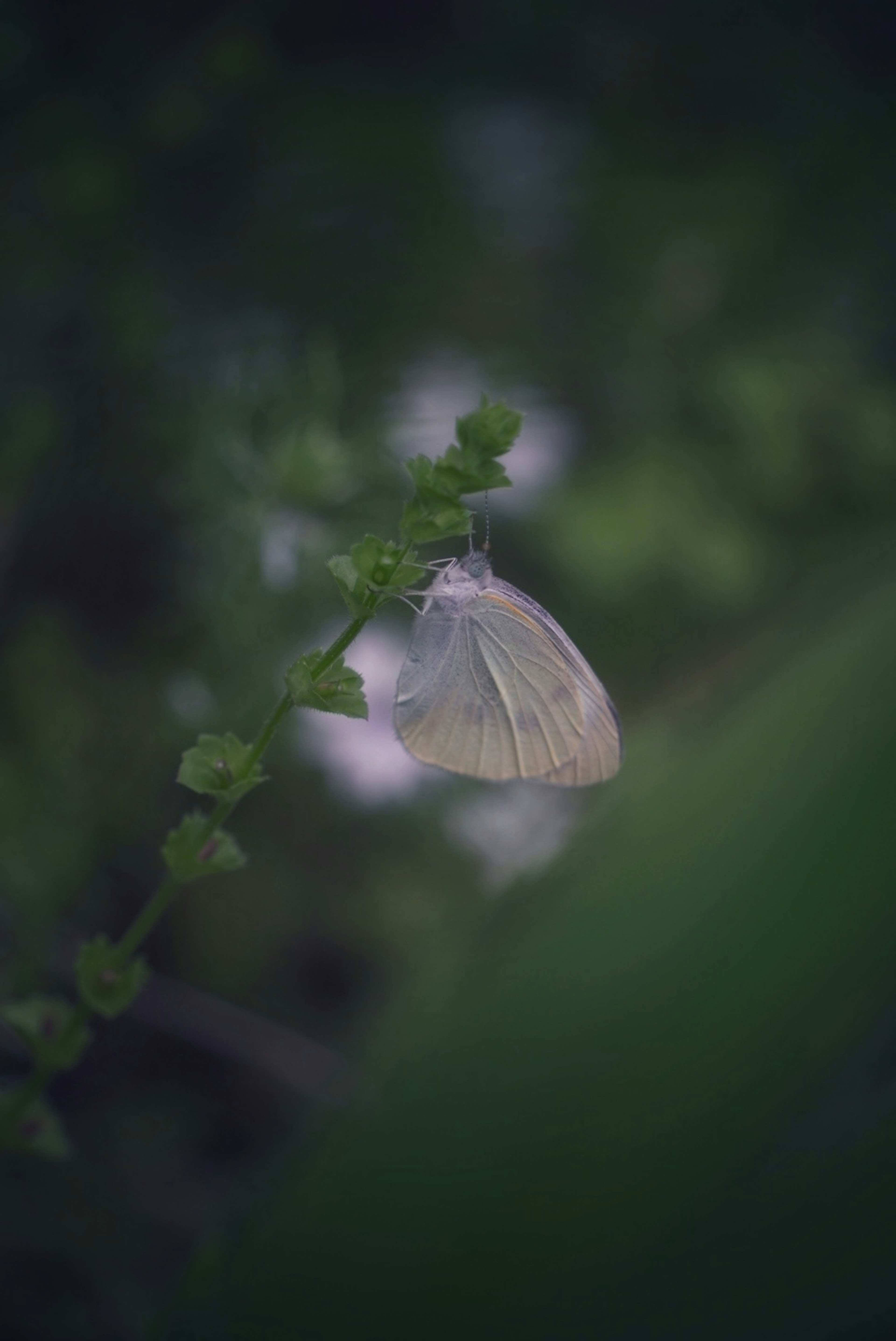 A white chrysalis hanging on a green leaf