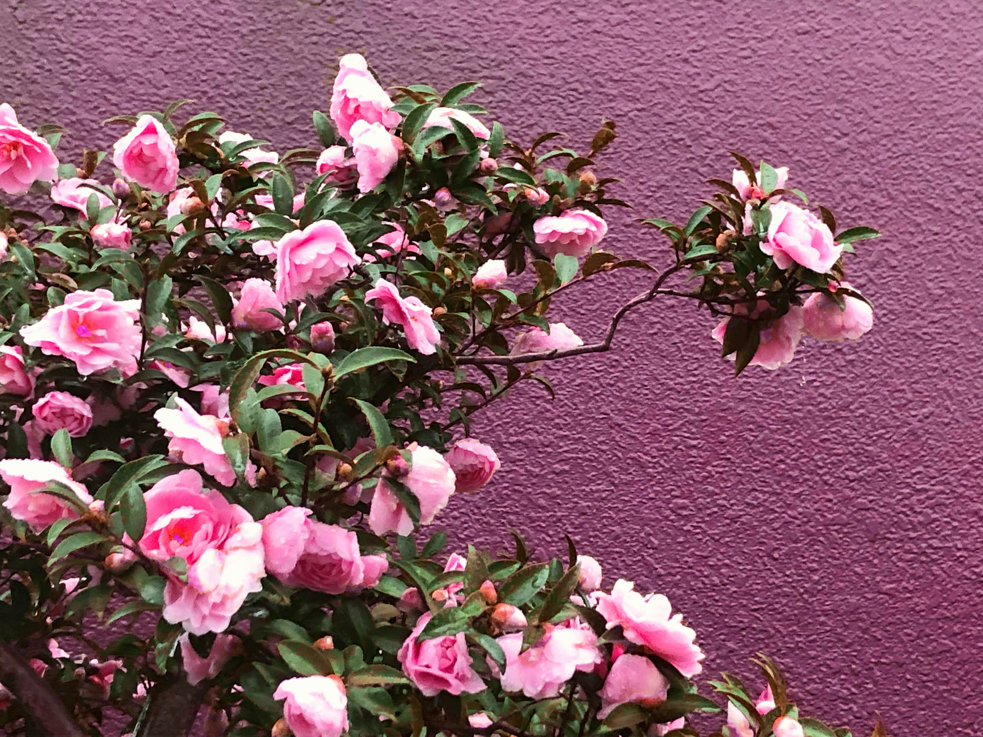 Pink flowering plant against a purple wall