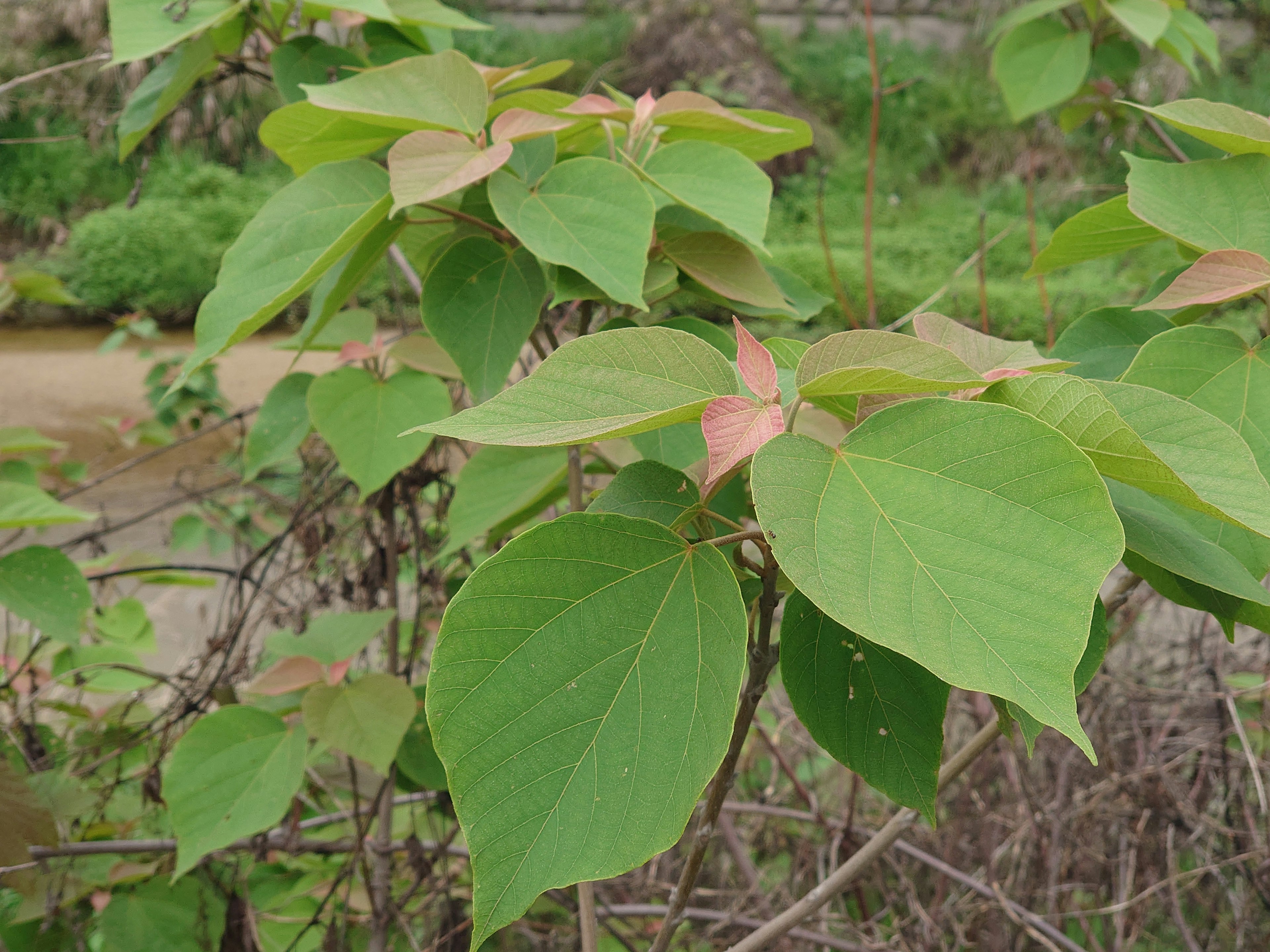 緑色の葉とピンク色の新芽が特徴的な植物のクローズアップ