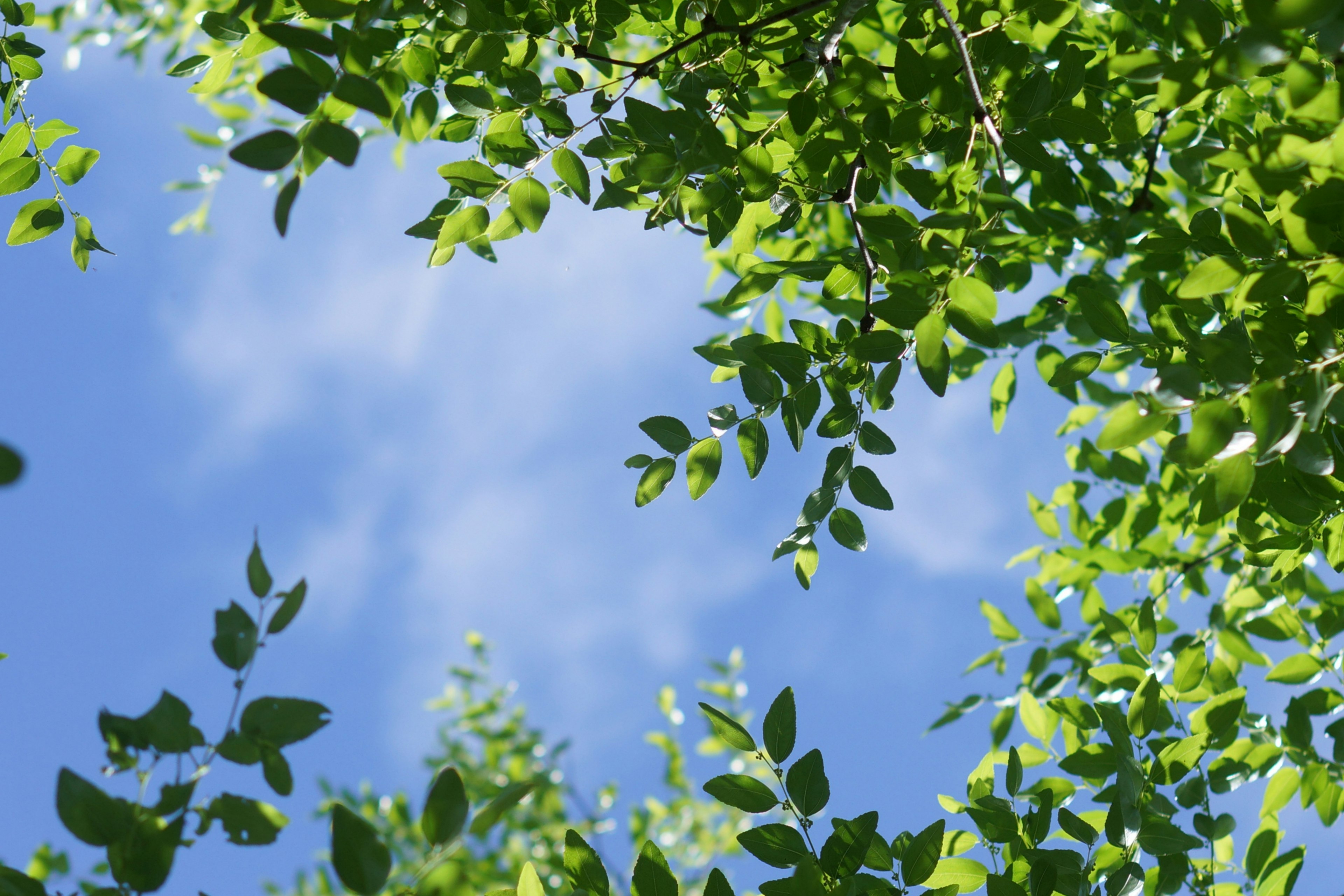 Pemandangan langit biru dibingkai oleh daun hijau