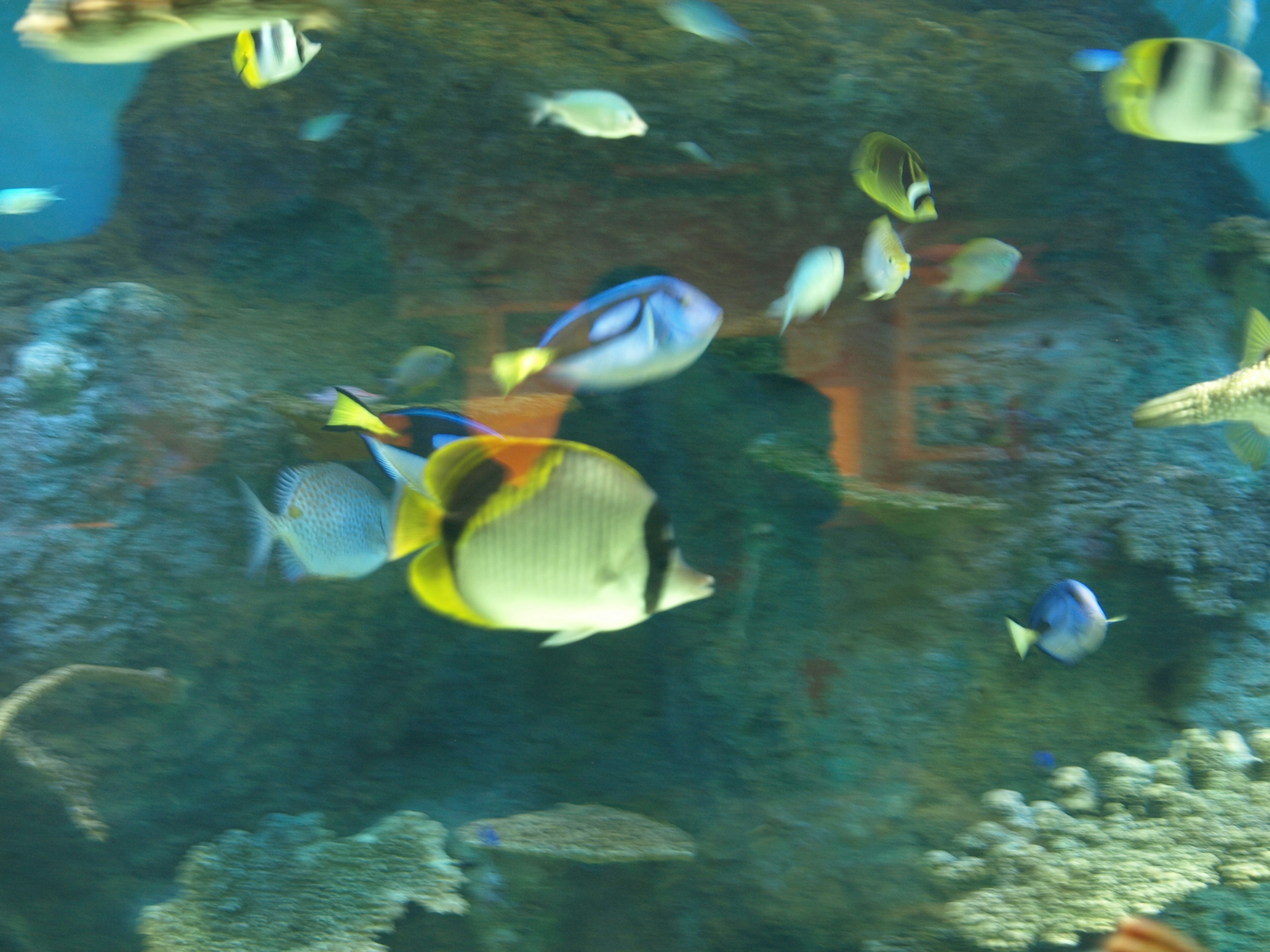 Underwater scene with colorful fish swimming