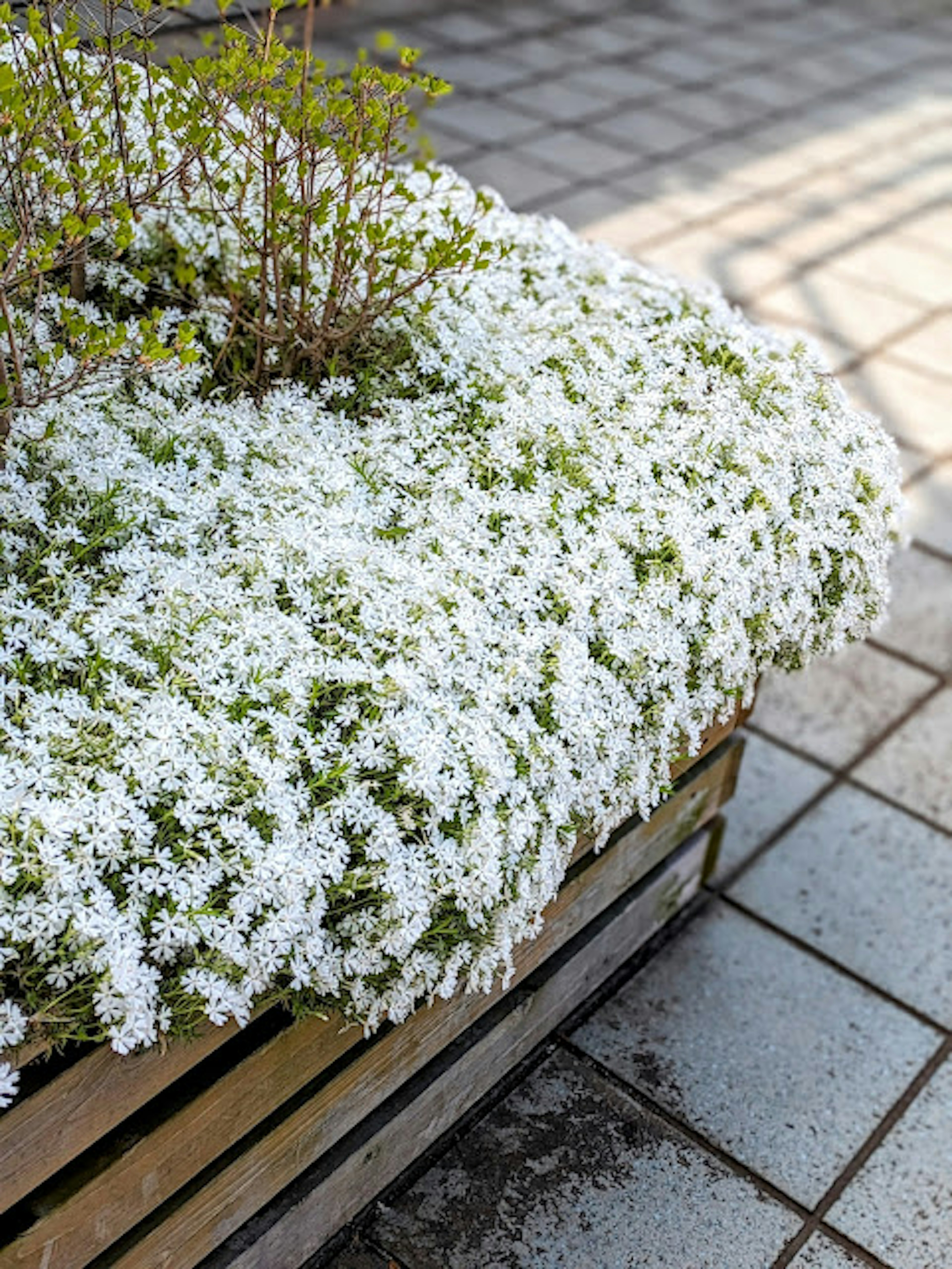 白い花が咲くプランターの上にある緑の植物