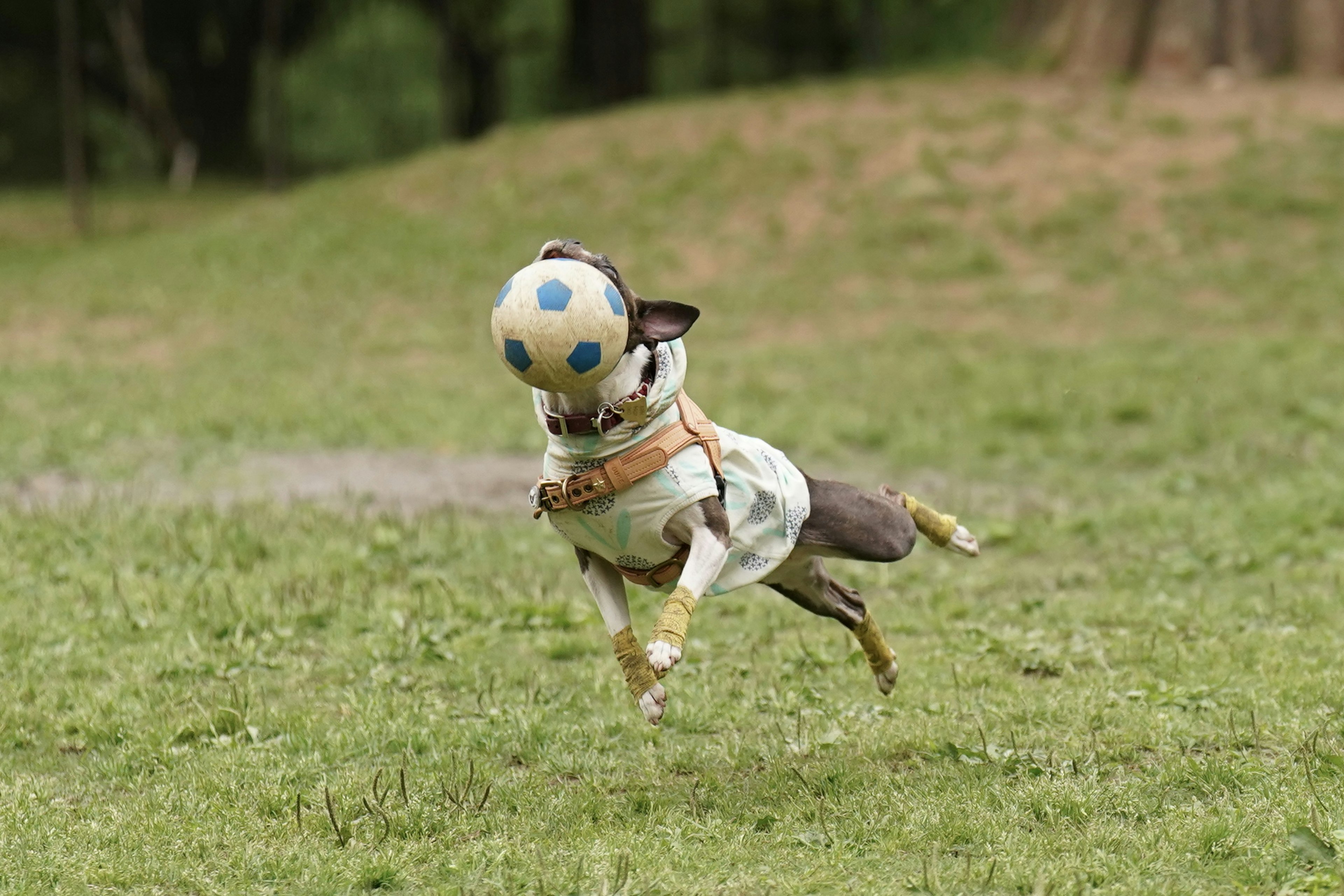 A dog jumping while chasing a ball in a grassy field