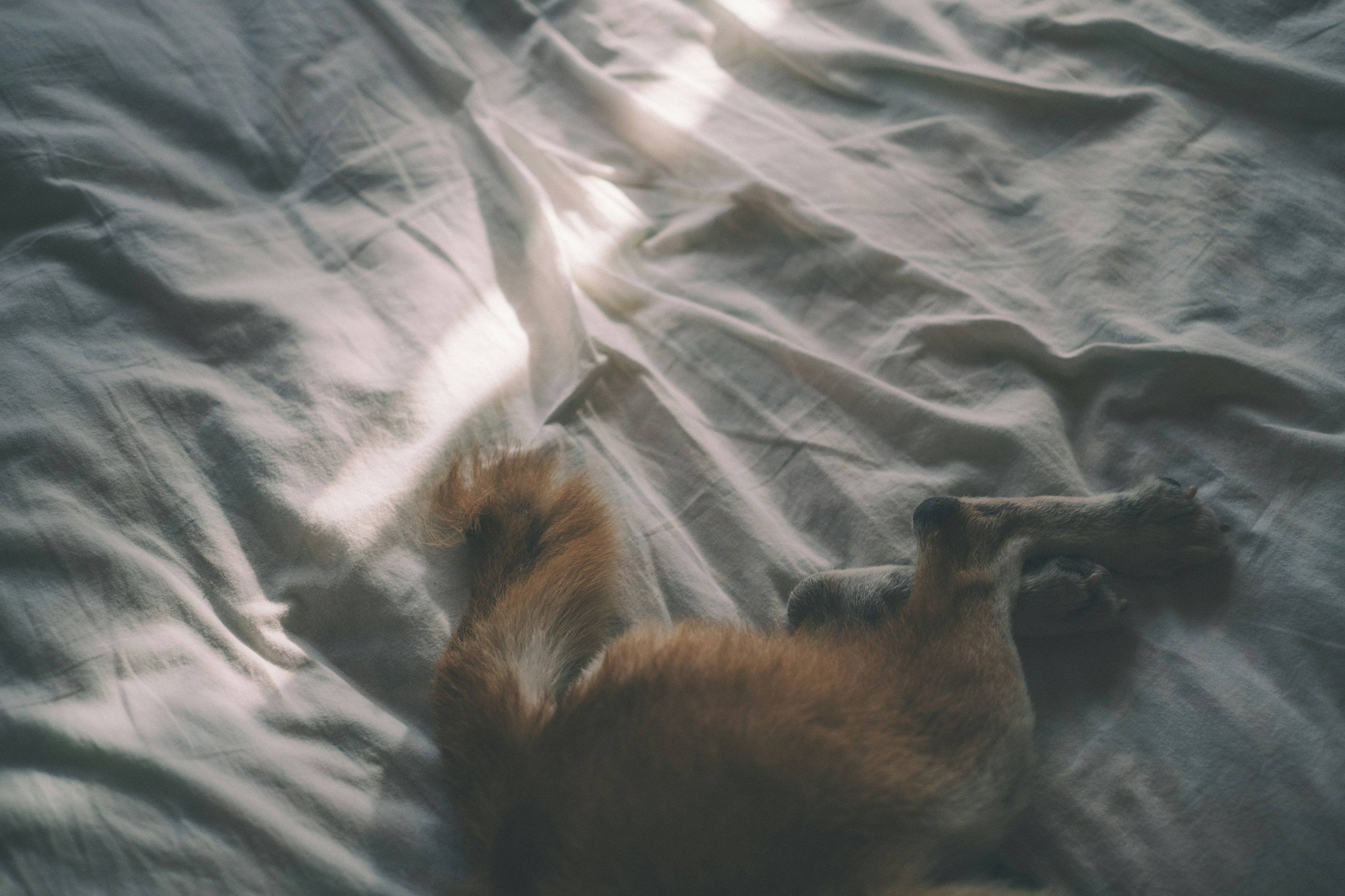 Sleeping cat's back on soft bedding with light reflections