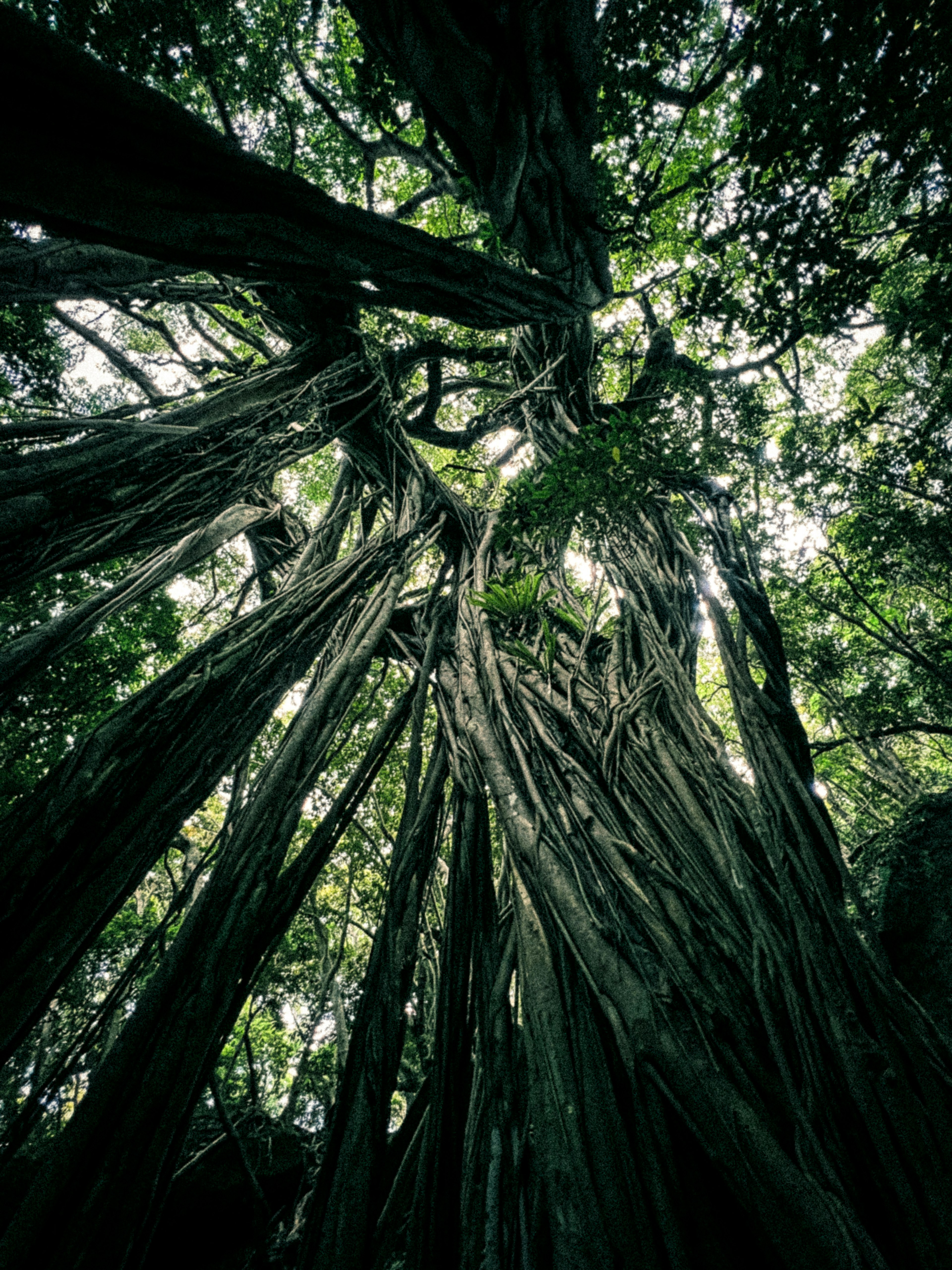 Una vista verso l'alto di una fitta chioma di alberi verdi che mostra radici spesse e forme uniche