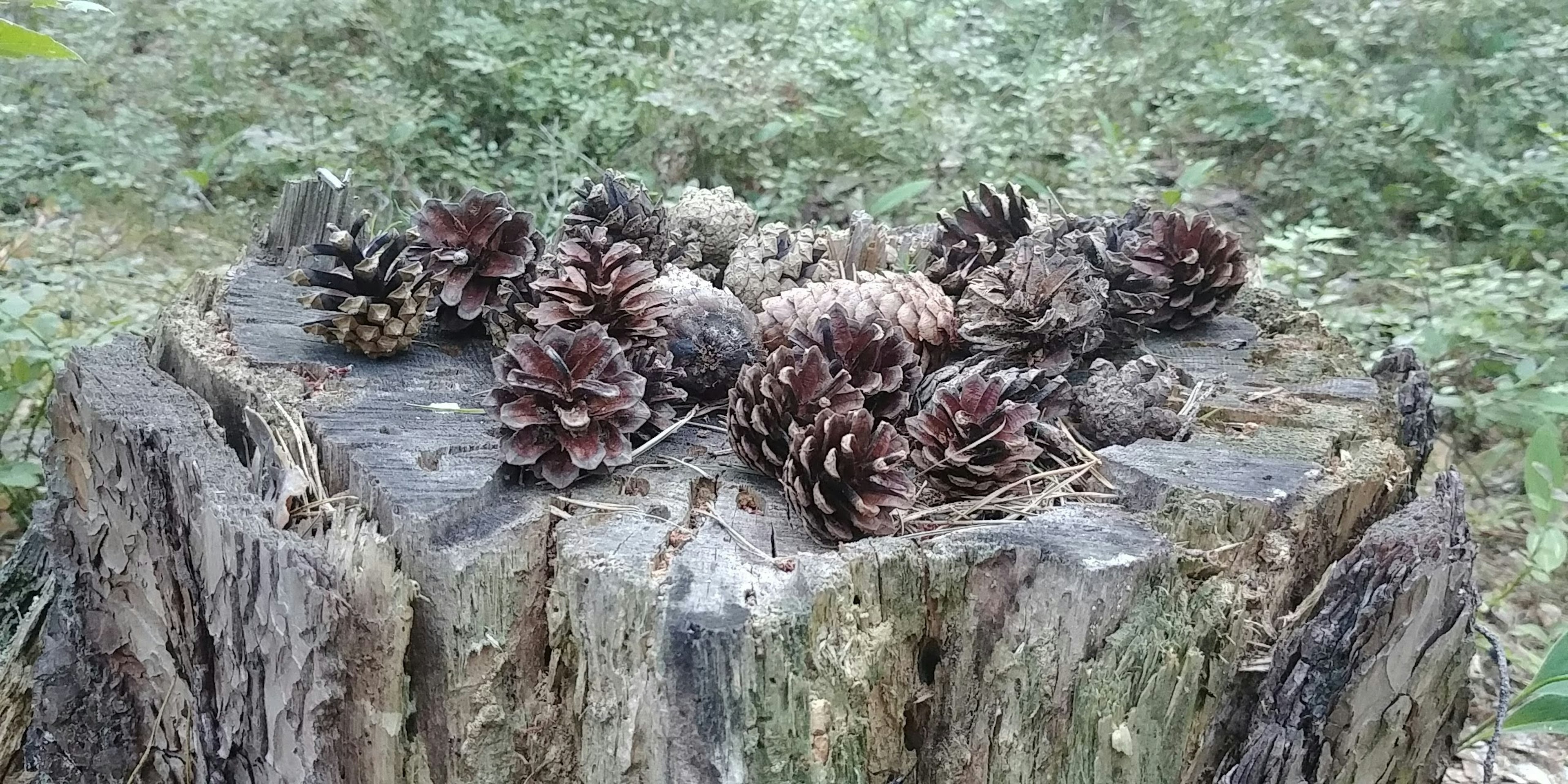 Piñas dispuestas sobre un tocón de árbol con un fondo verde