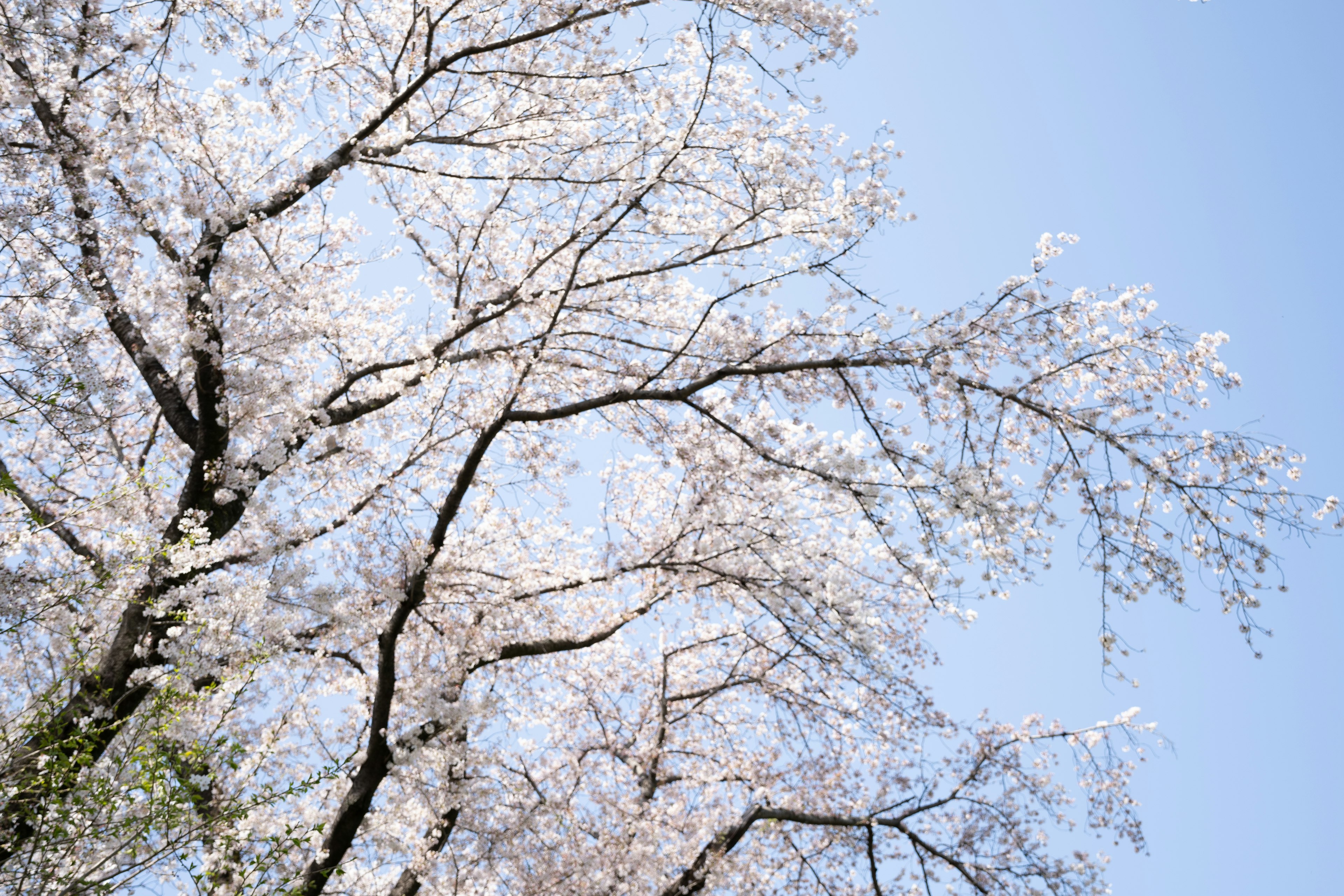 Pohon sakura yang mekar di bawah langit biru yang cerah